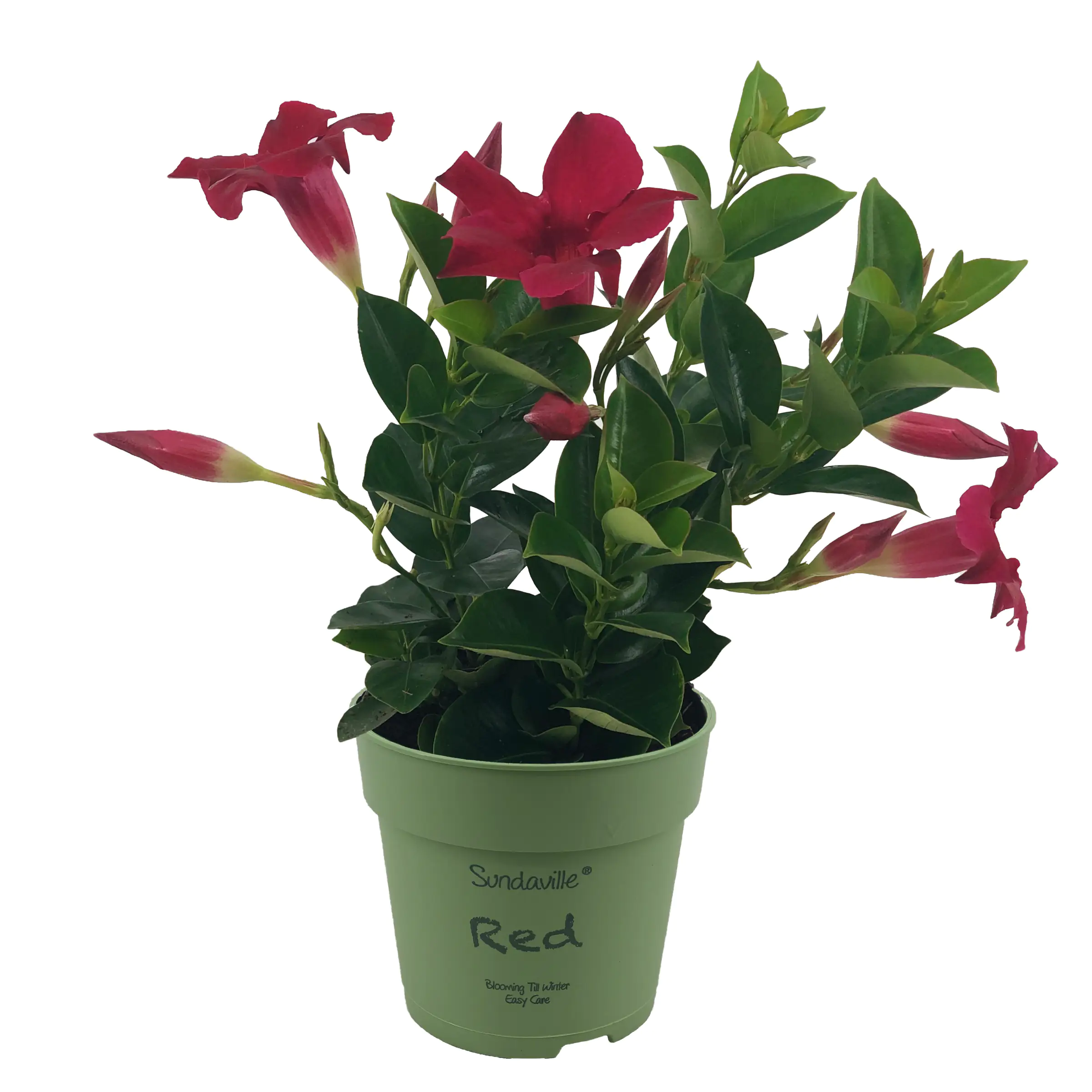 Dipladenia Mandevilla H ca 25 cm 12 cm Topf Dipladenia Mandevilla H ca 25 cm 12 cm Topf