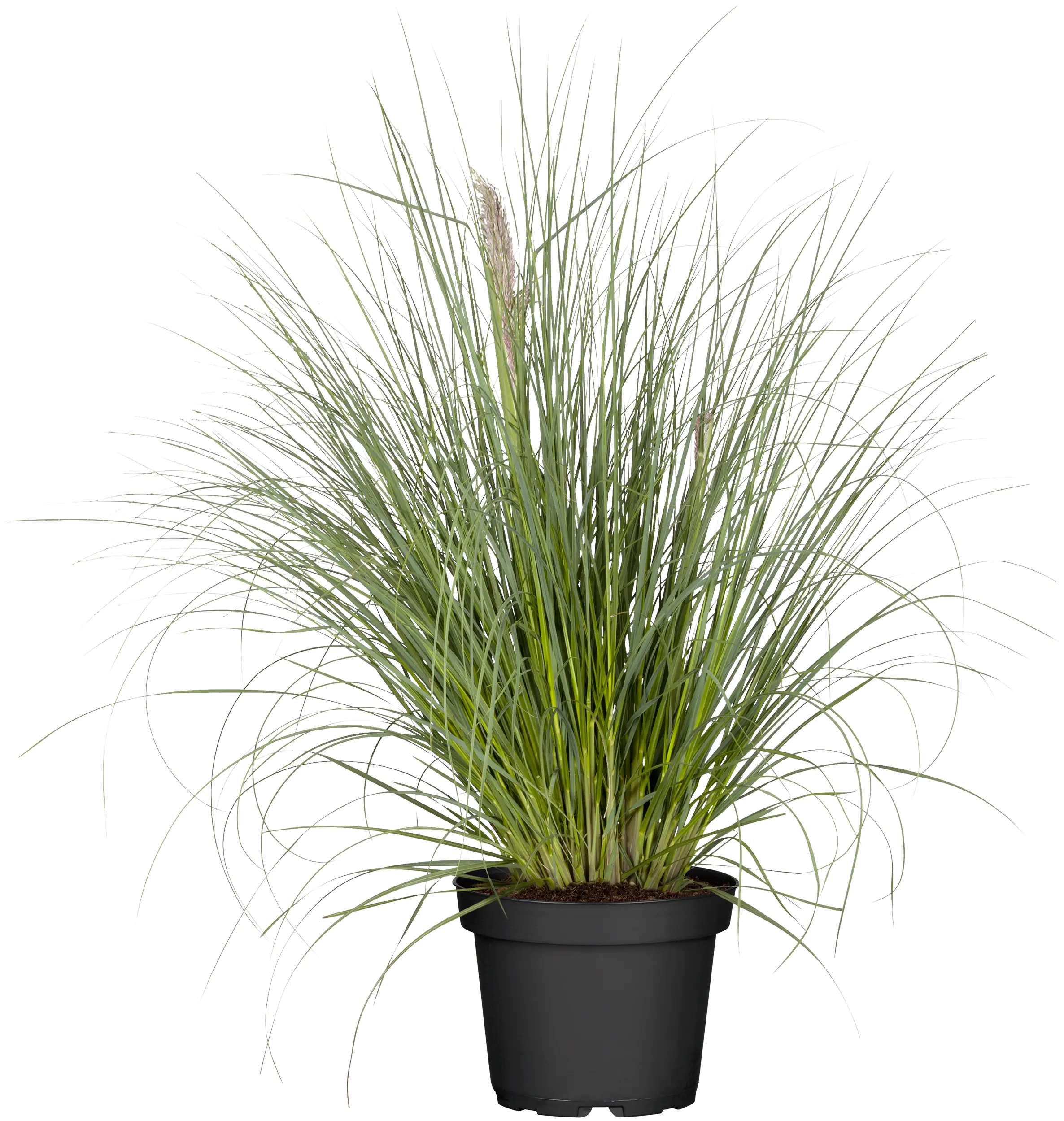 4029395044402_01 Pampasgras Pumilia 5 l Container