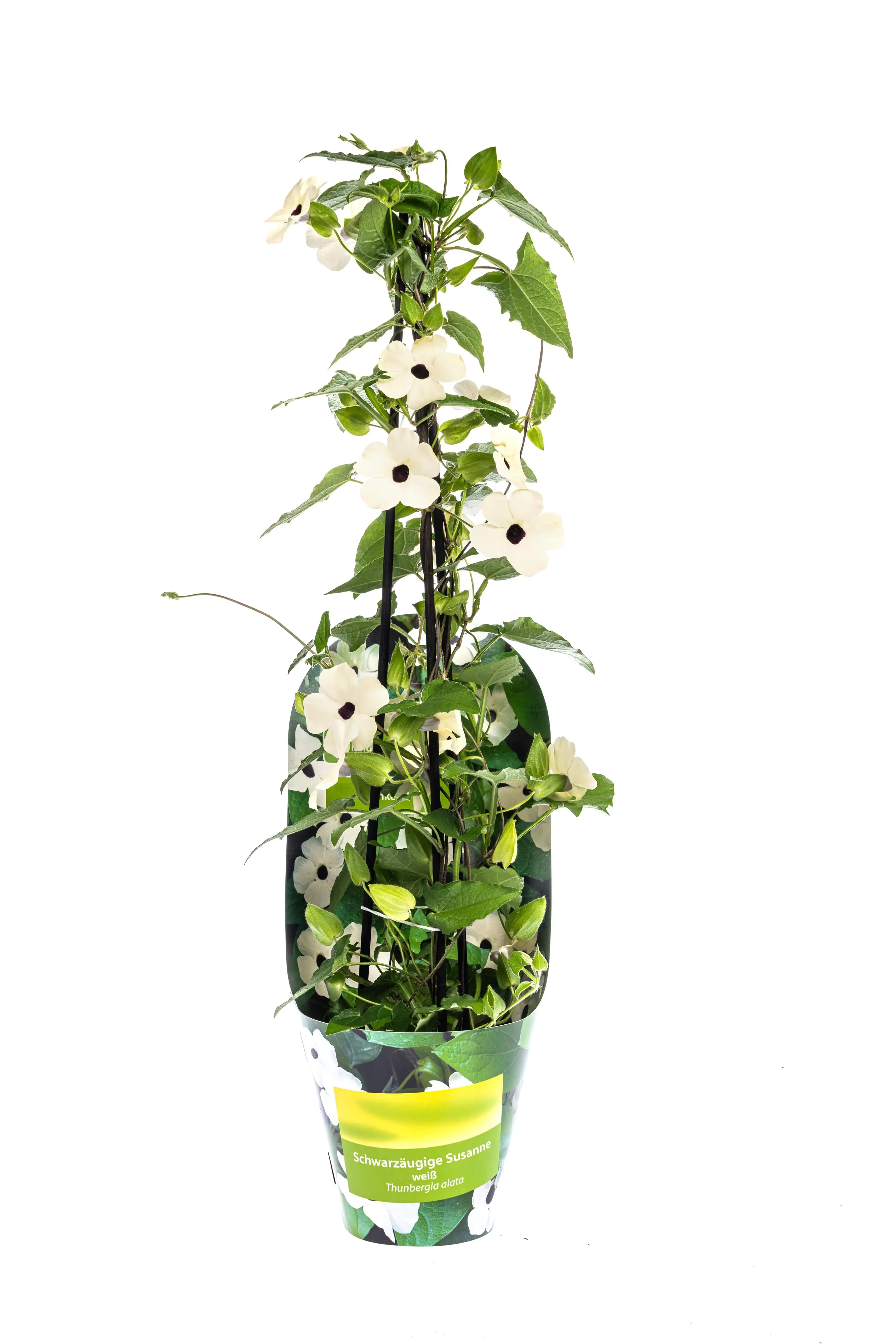 Schwarzäugige Susanne Thunbergia alata Sunny Susy White 13 cm Topf