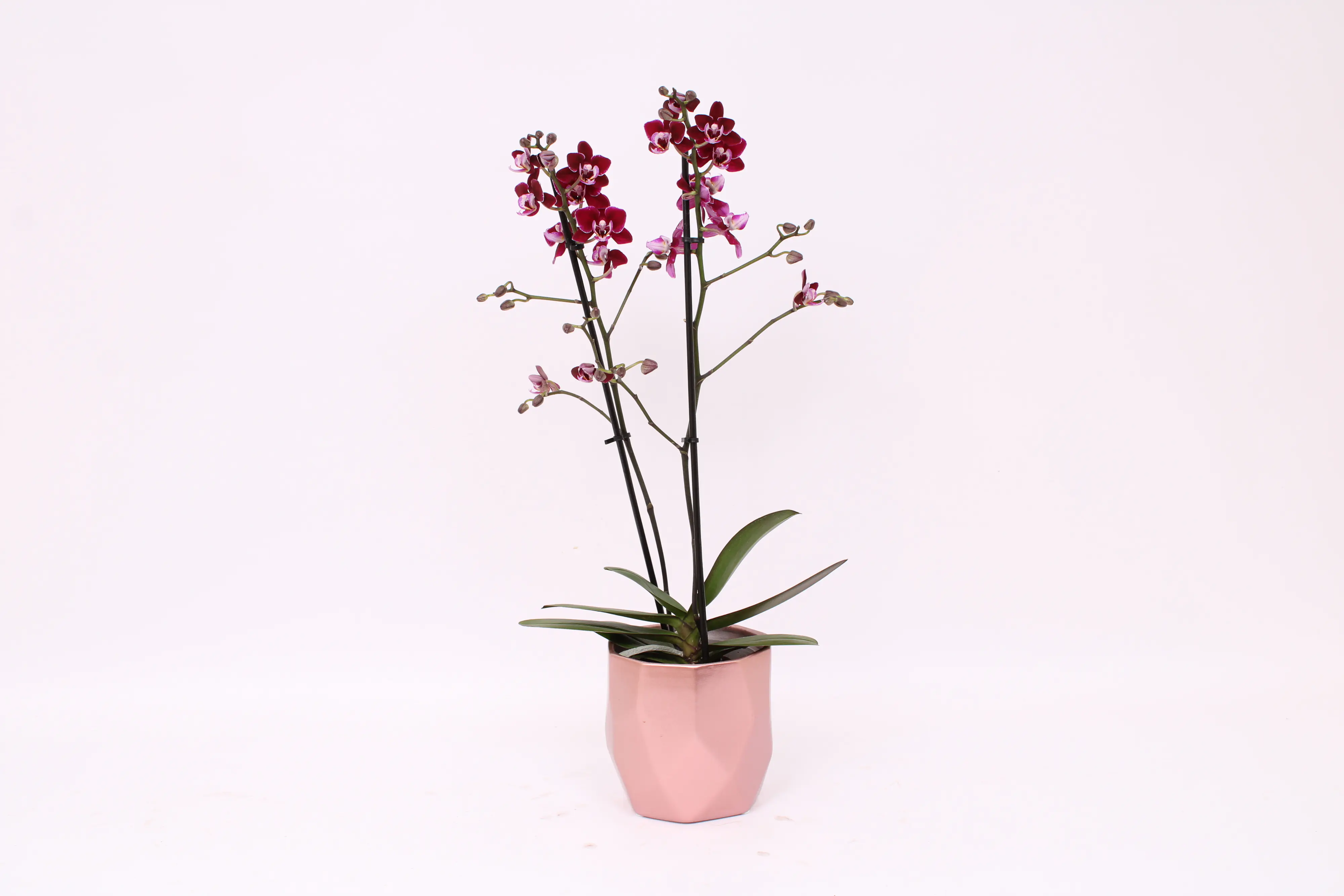 Orchidee Phalaenopsis Multiflora 2 Trieber 12 cm Topf im trendy Metallicflächen Keramiktopf