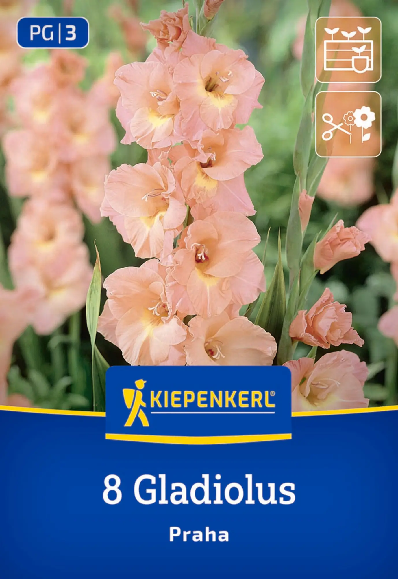 Kiepenkerl Frühjahrsblumenzwiebel Großblumige Gladiole Praha 8 Stück