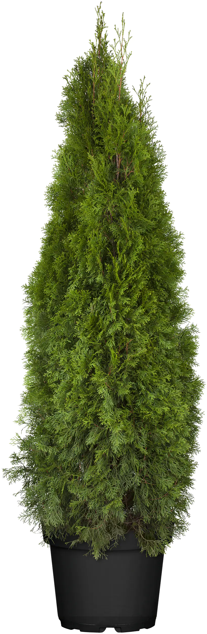 Heckenthuja Smaragd H 160-180 cm 32 cm Topf Heckenthuja Smaragd H 160-180 cm 32 cm Topf