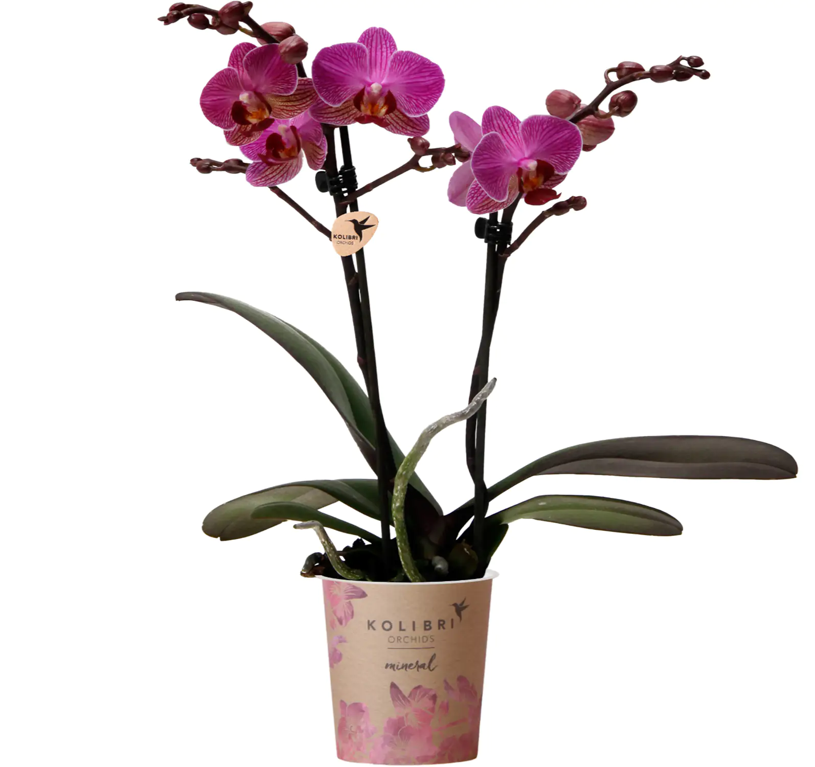 Orchidee Phalaenopsis Kolibrie 2 Triebe 9 cm Topf ca. 40 cm hoch