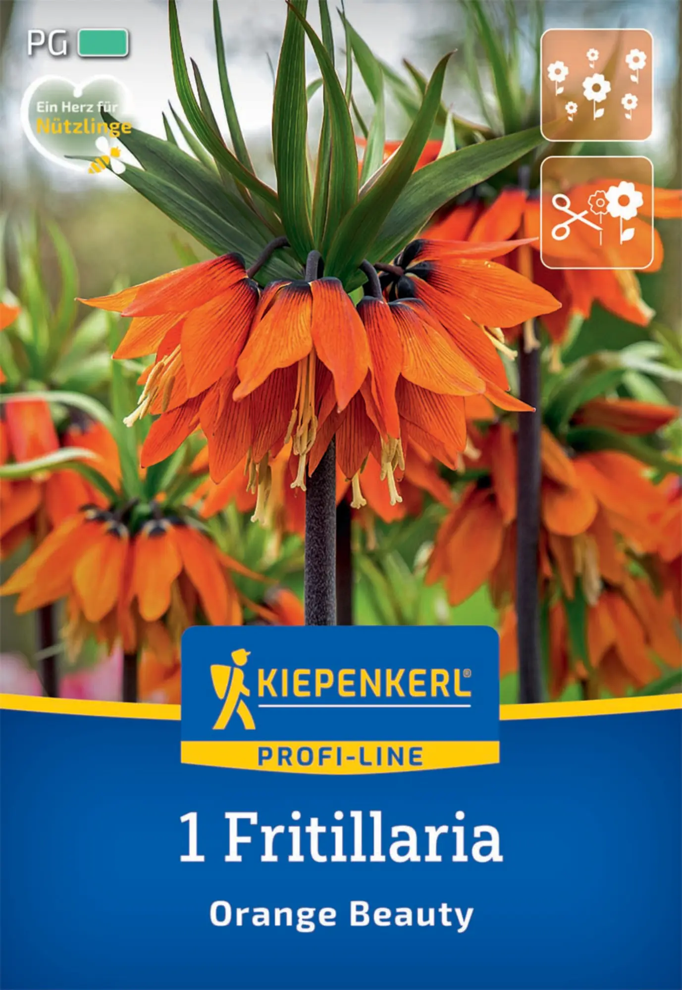Kiepenkerl Herbstblumenzwiebel Kaiserkrone Orange Beauty 1 Pflanze