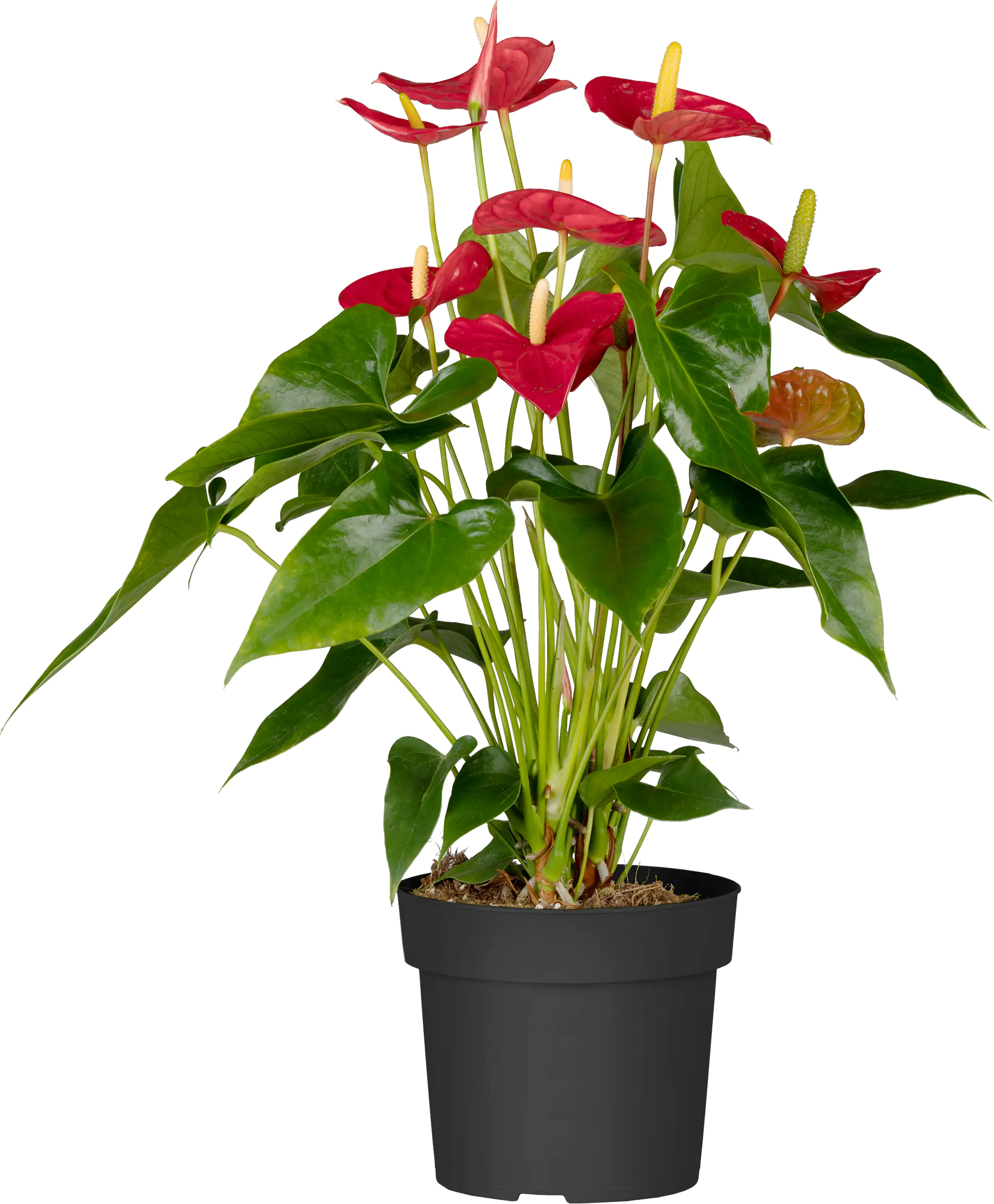 Flamingoblume Royal Red 14 cm Topf ca. 50 cm hoch