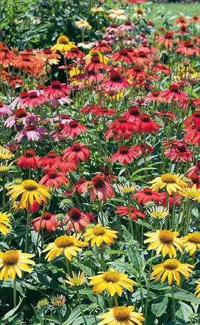 Solitärstauden XXL 5 l Container