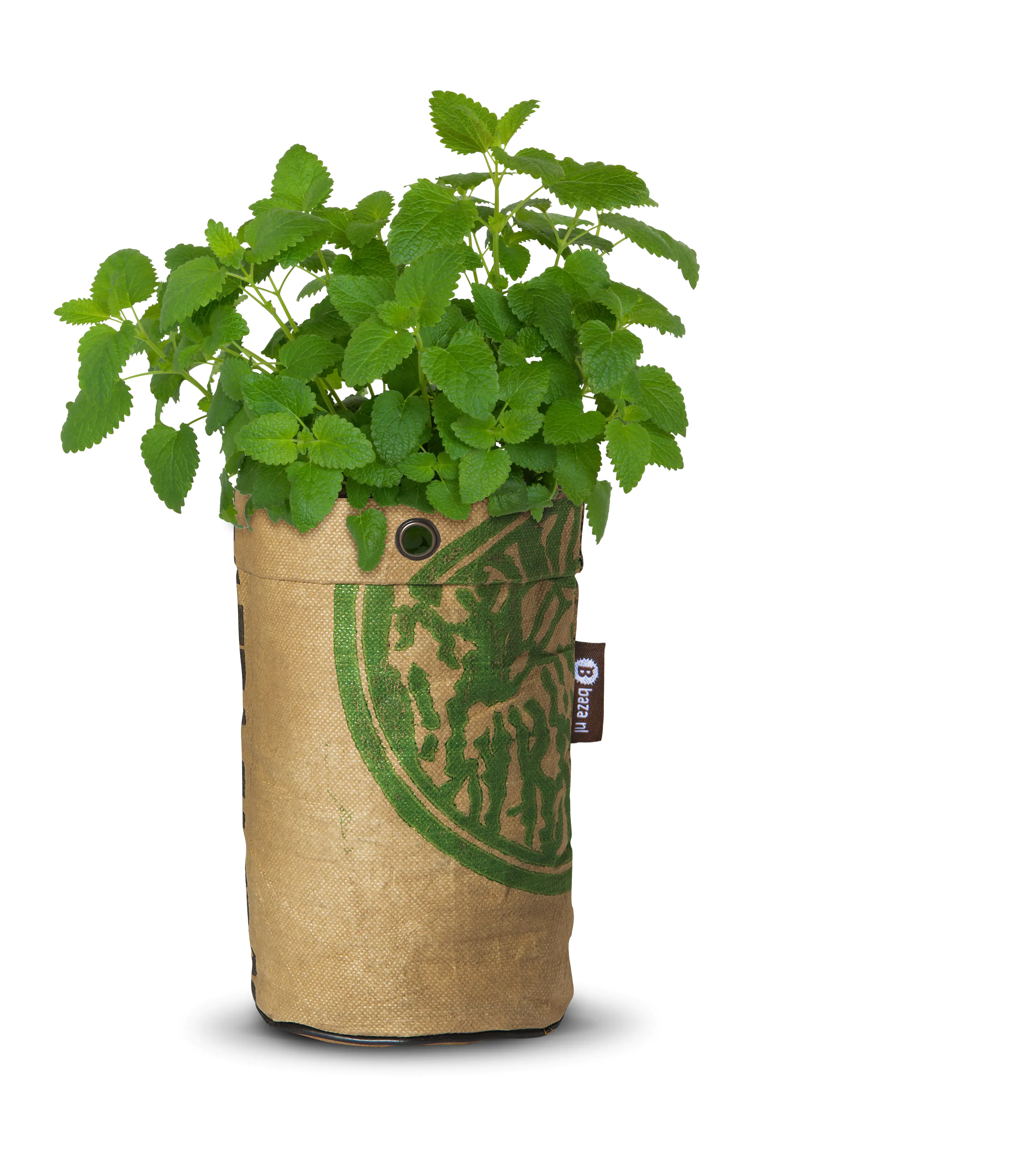 Baza Seeds Teegarten Bio Zitronenmelisse Baza Seeds Teegarten Bio Zitronenmelisse