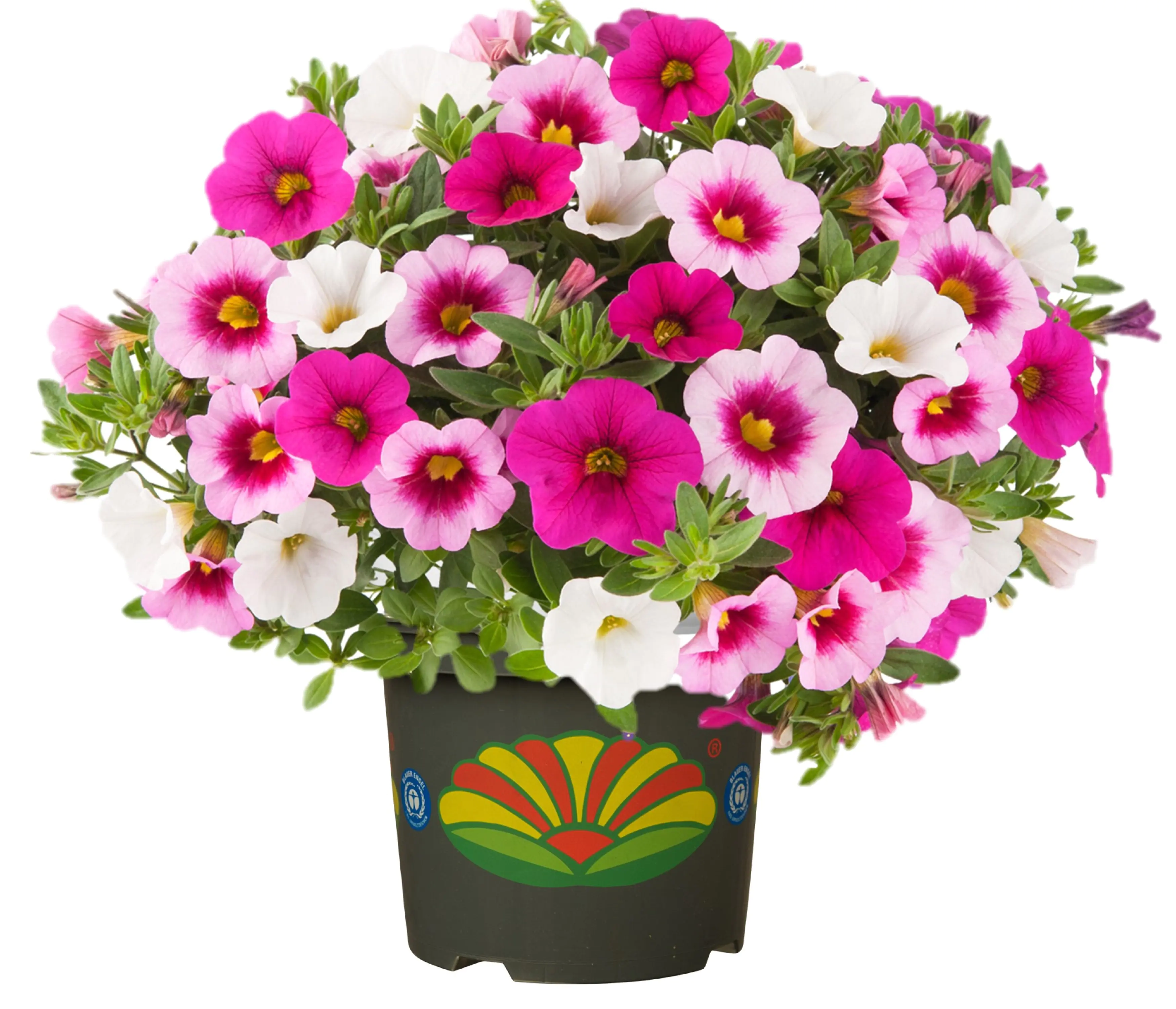Calibrachoa Zauberglöckchen H 30 cm 5 L Container