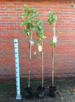 Obststrauch Johannisbeere in Farben 3 l Container