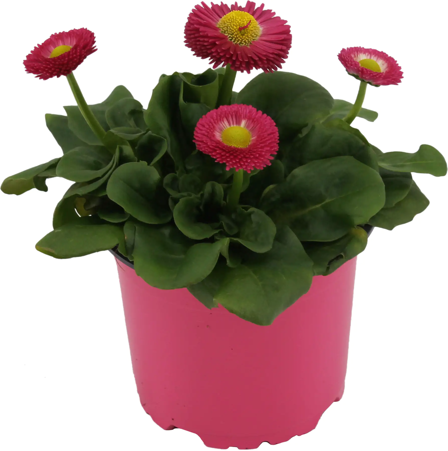 Gänseblümchen Bellis H ca 12 cm 10,5 cm Topf Gänseblümchen Bellis H ca 12 cm 10,5 cm Topf
