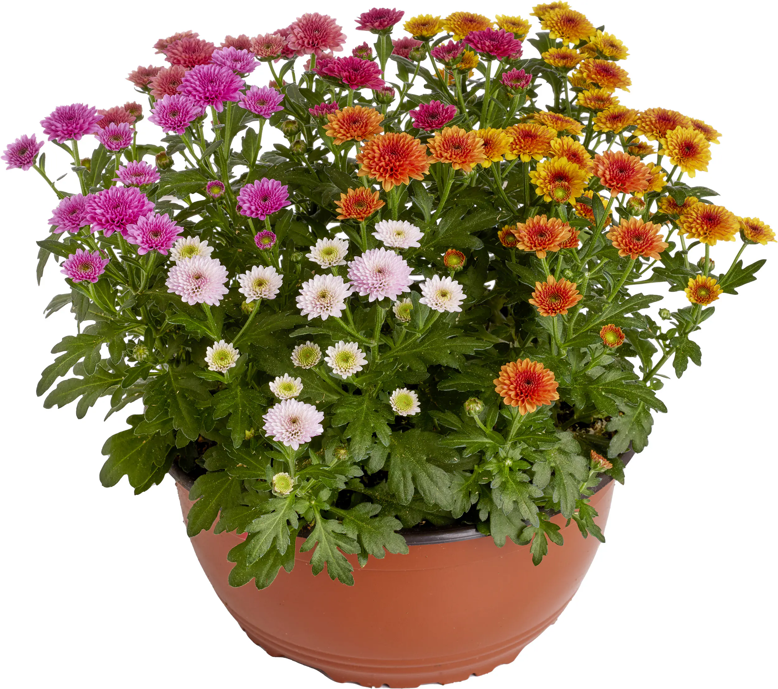 Chrysantheme Jellyfish mehrfarbig 23 cm Topf Chrysantheme Jellyfish mehrfarbig 23 cm Topf