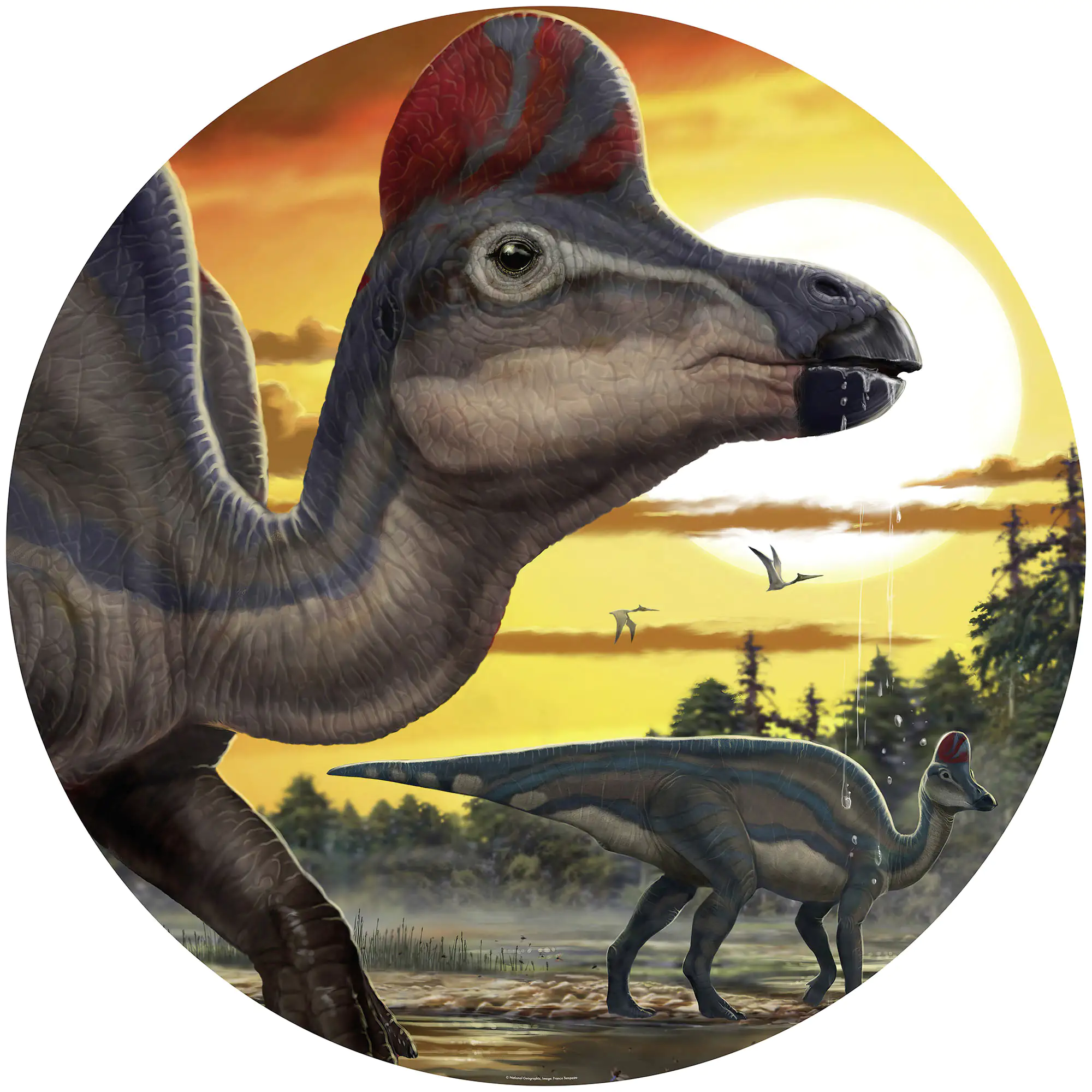 Komar Vlies Fototapete Dot Corythosaurus Sunse Ø 128 cm, selbstklebend Komar Vlies Fototapete Dot Corythosaurus Sunse Ø 128 cm, selbstklebend