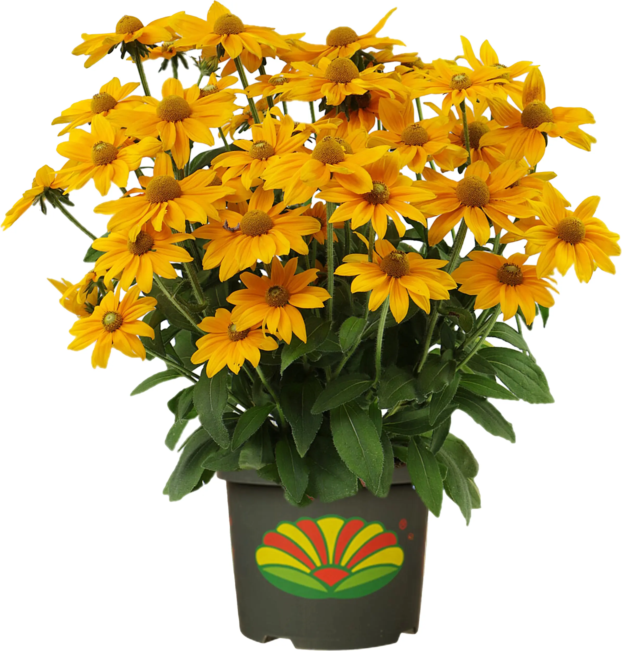 Sonnenhut Rudbeckia 23 cm Topf Sonnenhut Rudbeckia 23 cm Topf