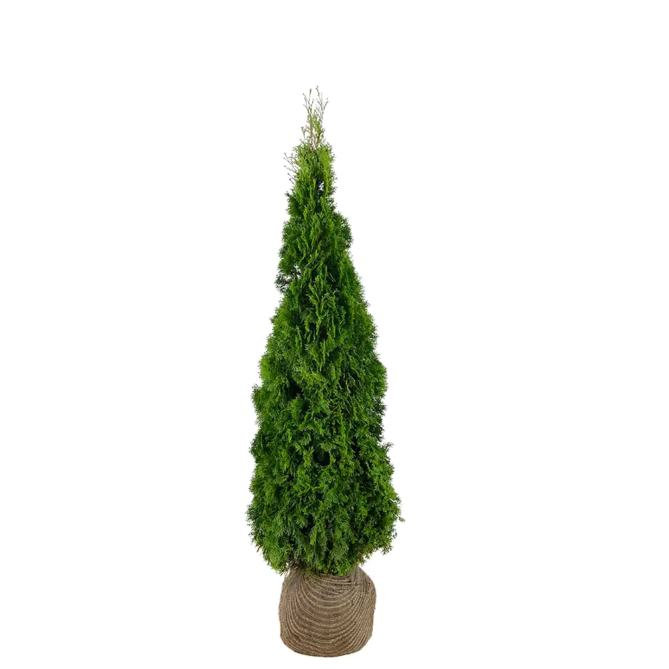 Lebensbaum Thuja occ. Smaragd H 160 - 180 cm, 15 Stück Lebensbaum Thuja occ. Smaragd H 160 - 180 cm, 15 Stück