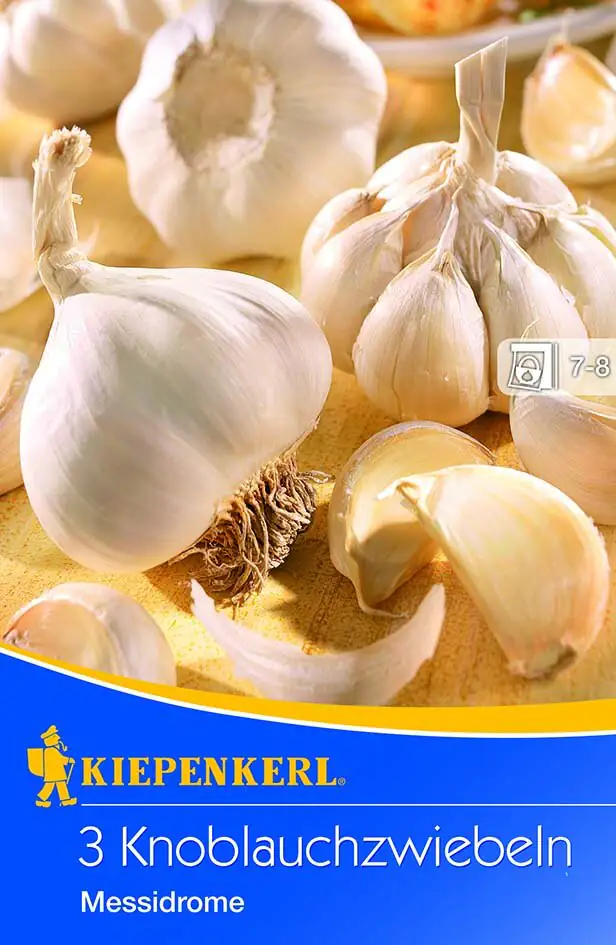 Kiepenkerl Knoblauch Messidrome Allium sativum, Inhalt: 3 Stück