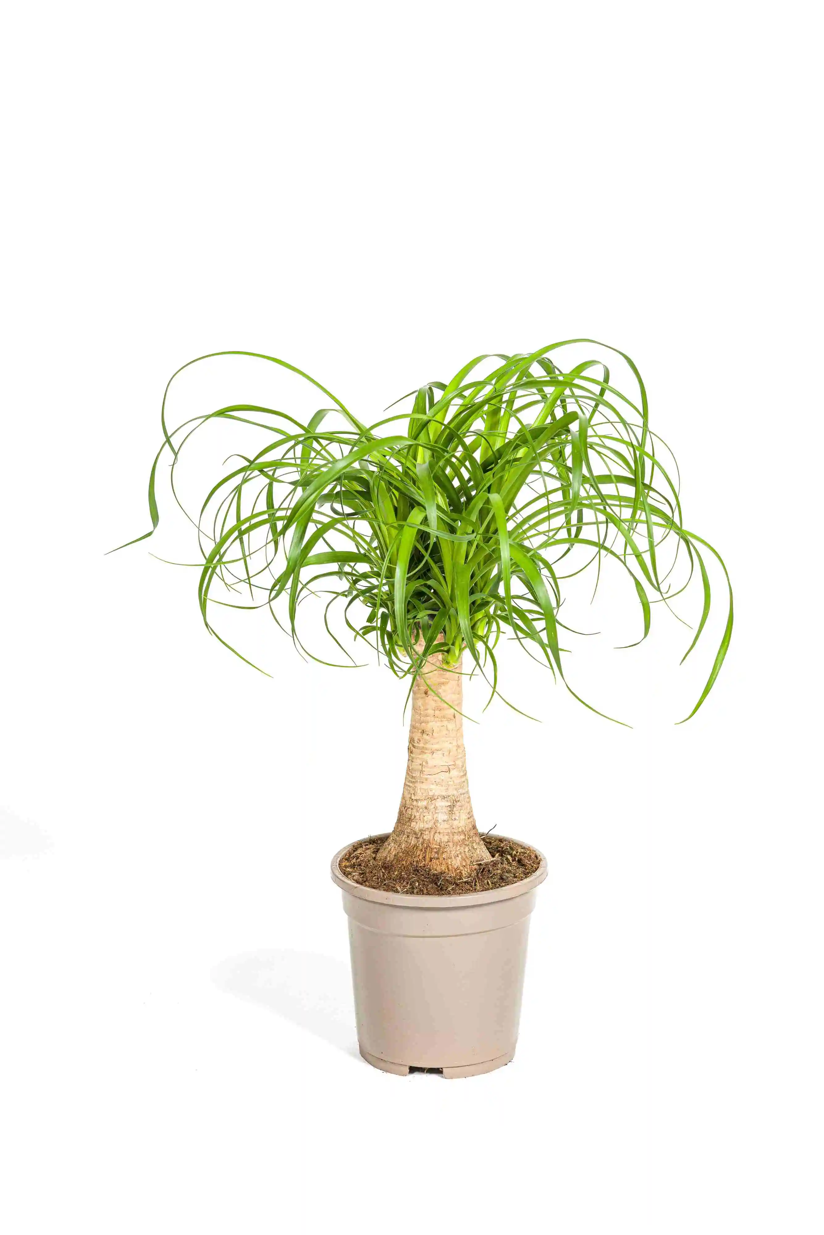 Elefantenfuß Beaucarnea recurvata 17 cm Topf ca. 50 cm hoch