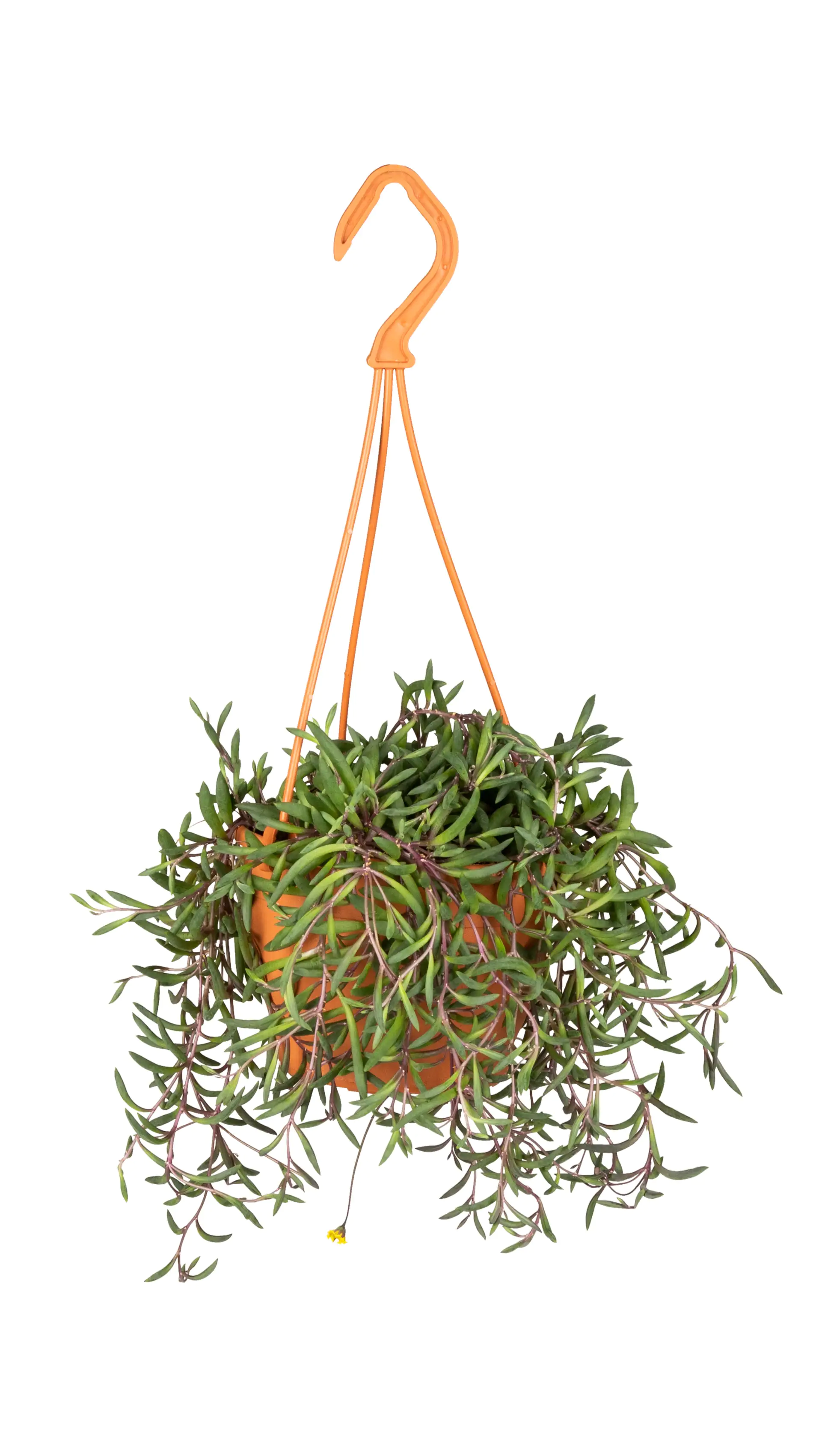 Erbsenpflanze Purple Flush H ca. 20 cm 12 cm Topf Erbsenpflanze Purple Flush H ca. 20 cm 12 cm Topf