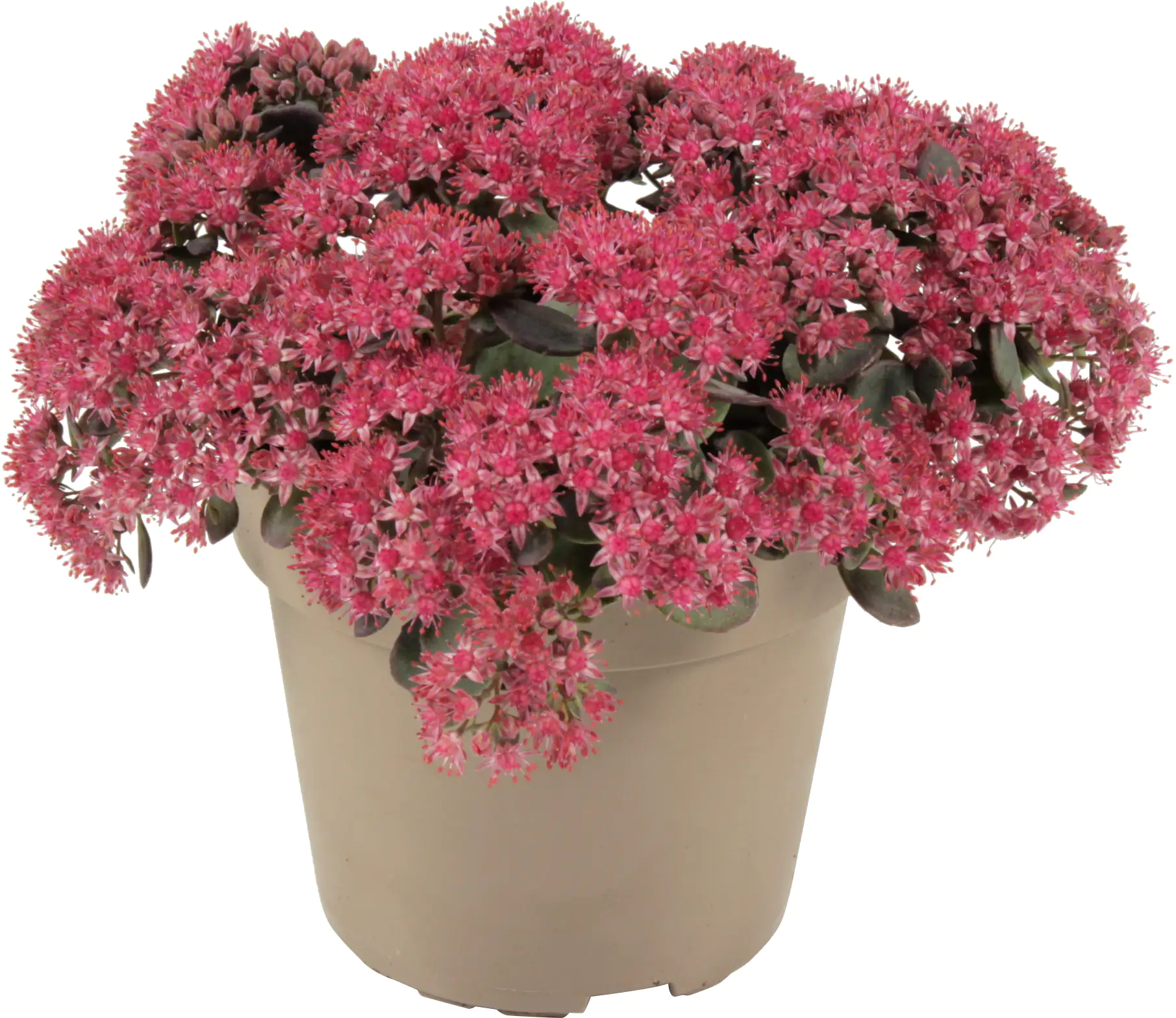 Fetthenne Sedum spurium 12 cm Topf