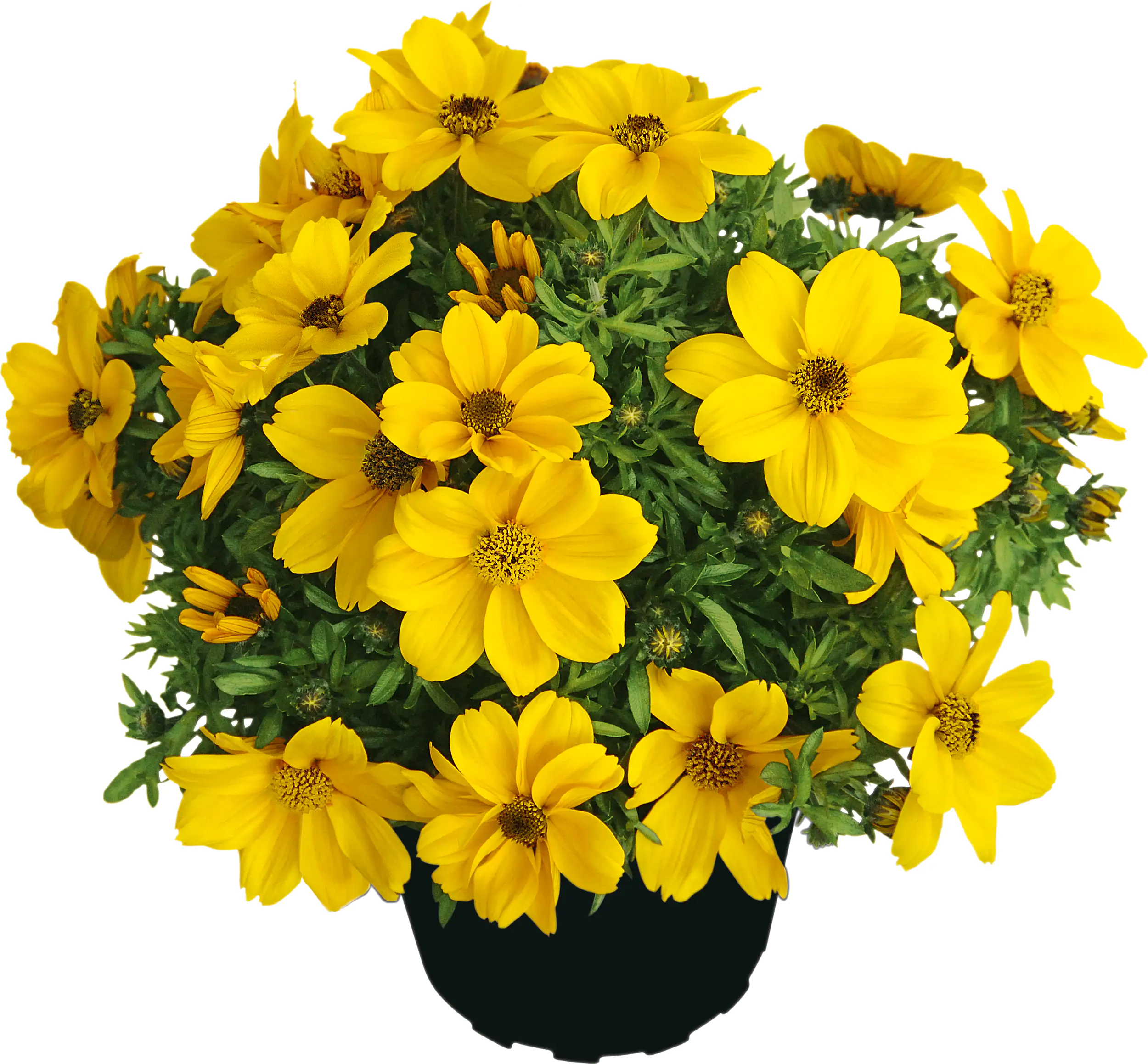 Goldmarie Bidens Trio Mix H 20 cm 5 L Container Goldmarie Bidens Trio Mix H 20 cm 5 L Container