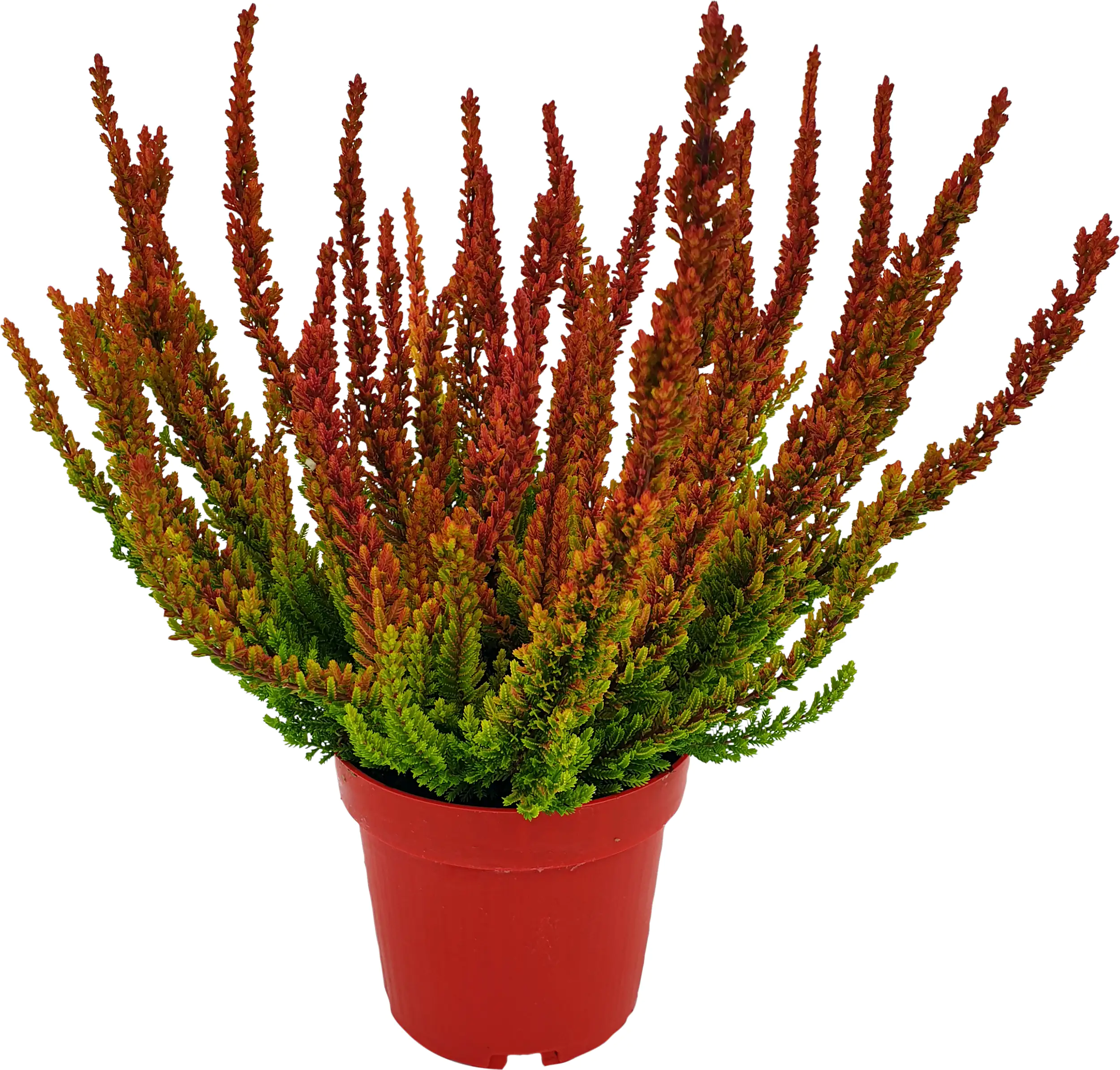 Calluna vulgaris Besonderheiten 11 cm Topf, 15 cm hoch