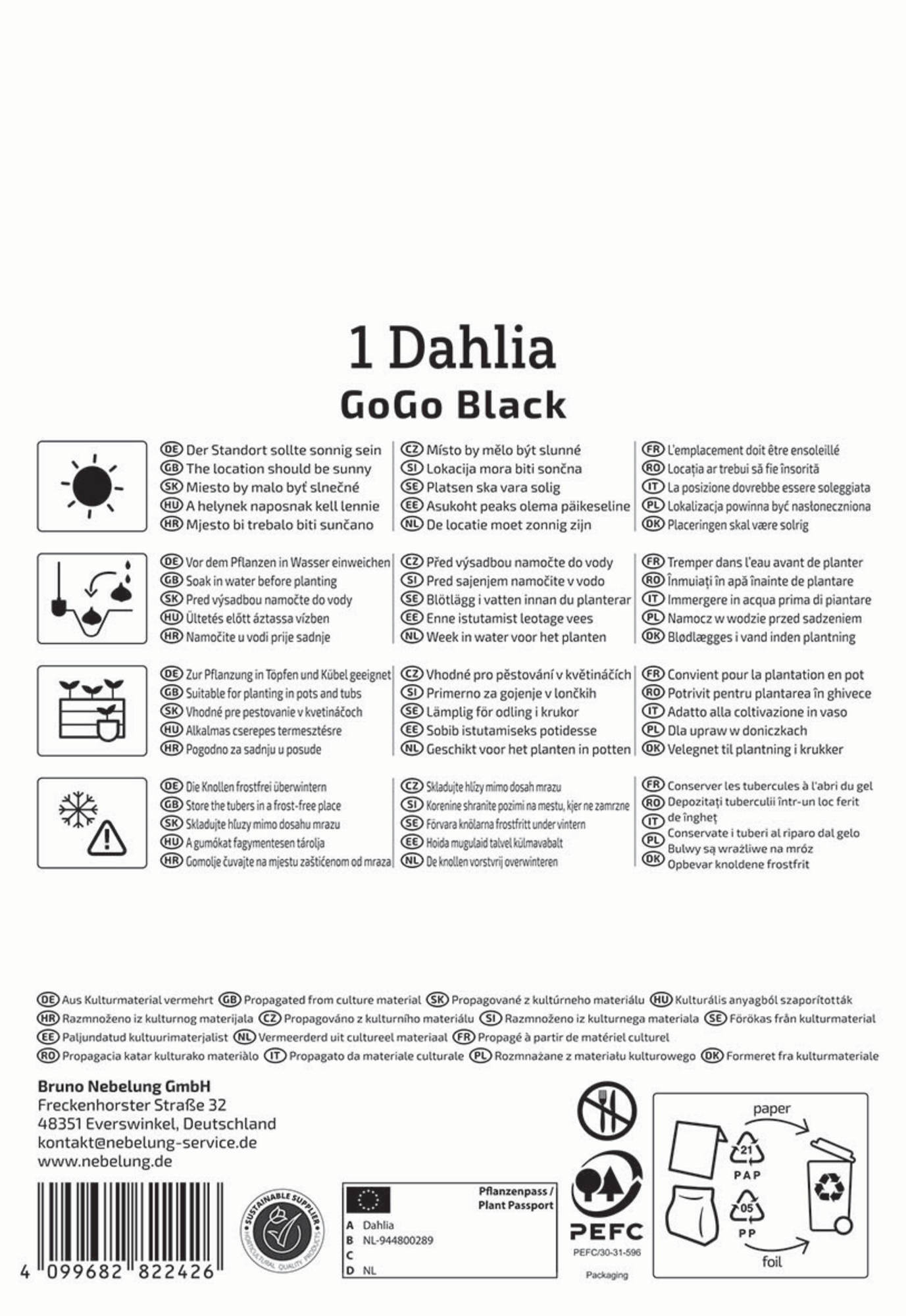 Kiepenkerl Frühjahrsblumenzwiebel Beet- & Kübel-Dahlie Go Go Black 1 Stück