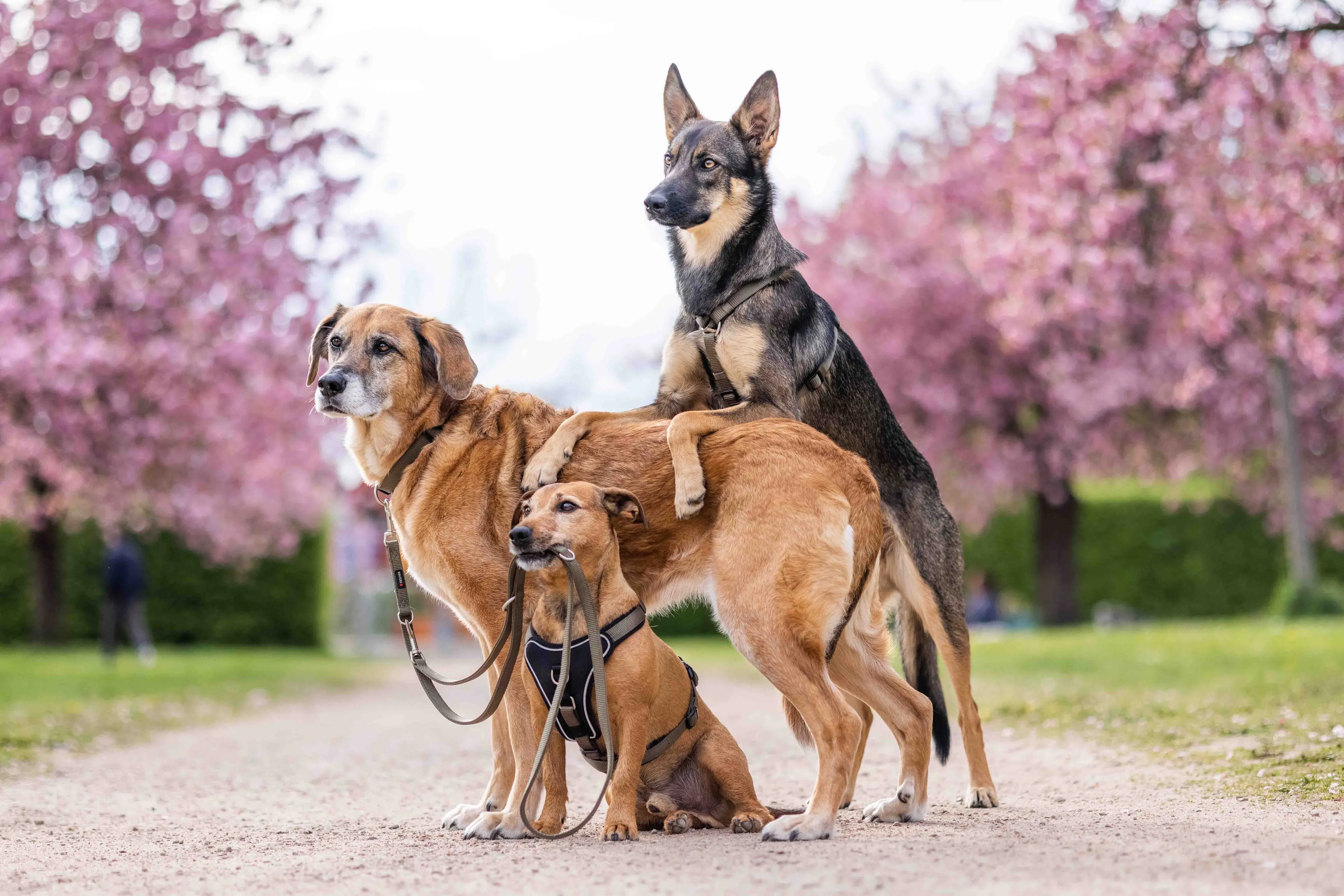 Wolters Hundegeschirr Professional Comfort olive/schwarz