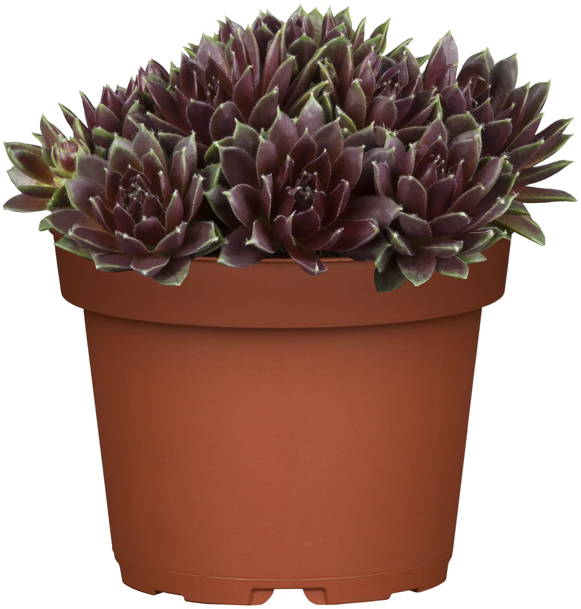 Hauswurz Sempervivum Mix 9 cm Topf