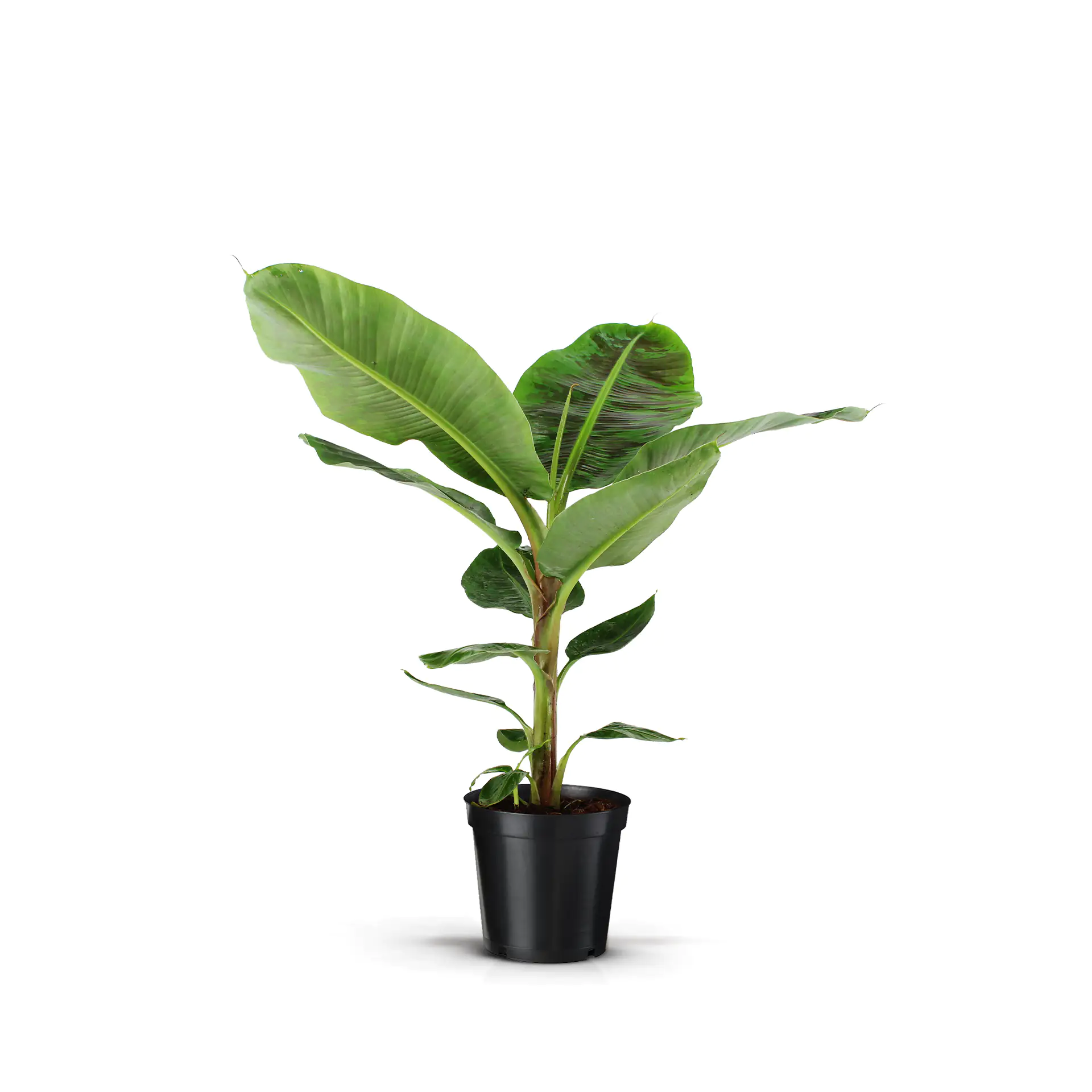 Grünpflanzen Mix 19 cm bzw. 21 cm Topf