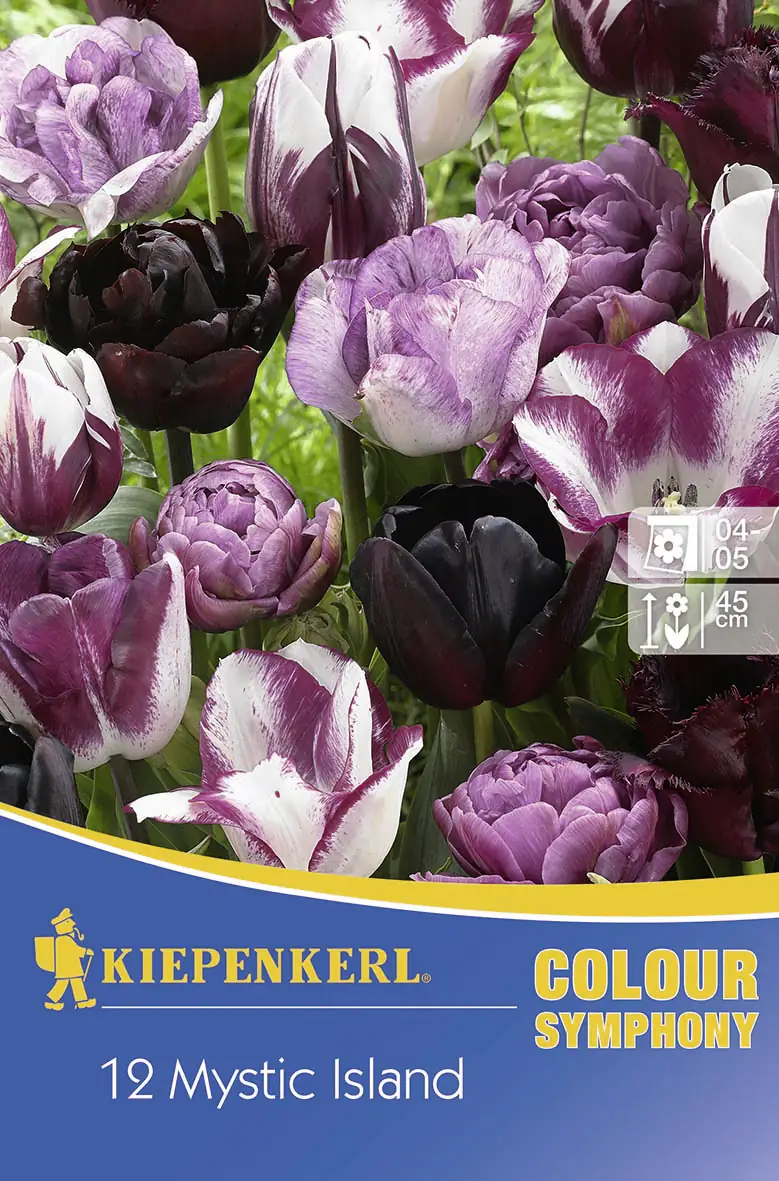 Colour Symphony Mystic Island Tulipa x Hybrida