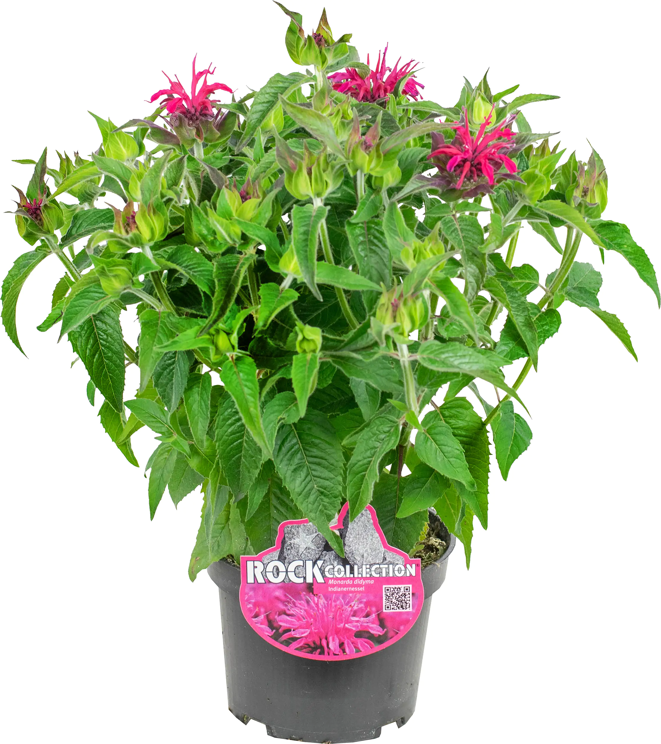 Indianernessel Monarda didy. Balmy 13 cm Topf