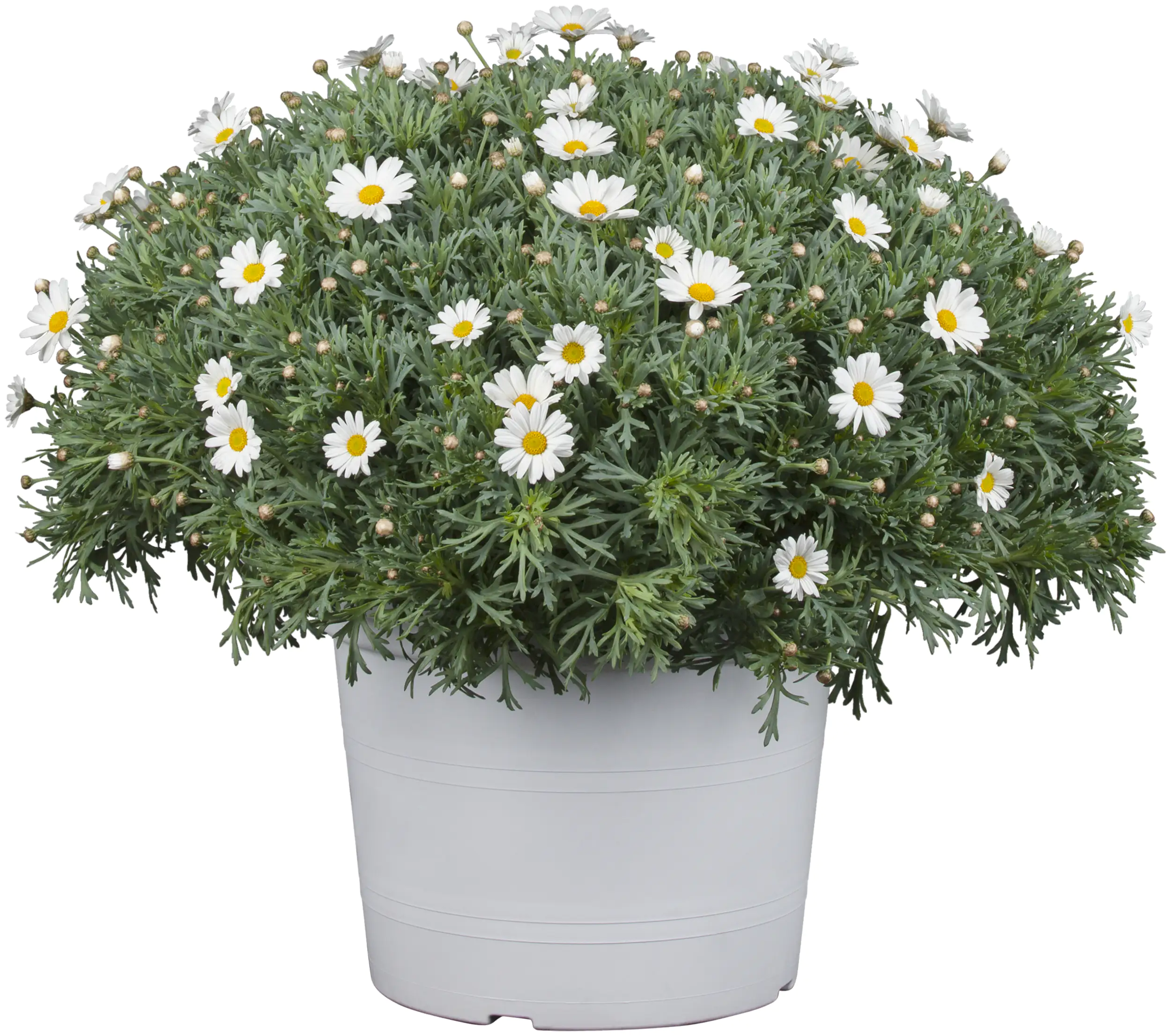 Margerite Argyranthemum 18 cm Topf
