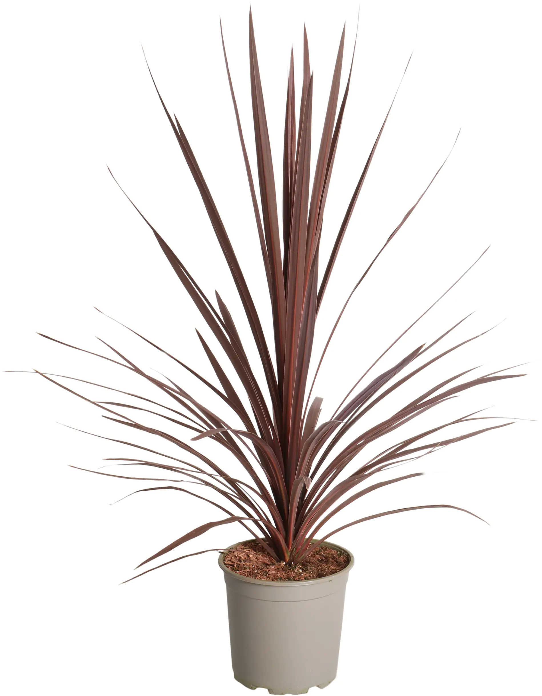 Keulenlilie Cordyline 20 cm Topf