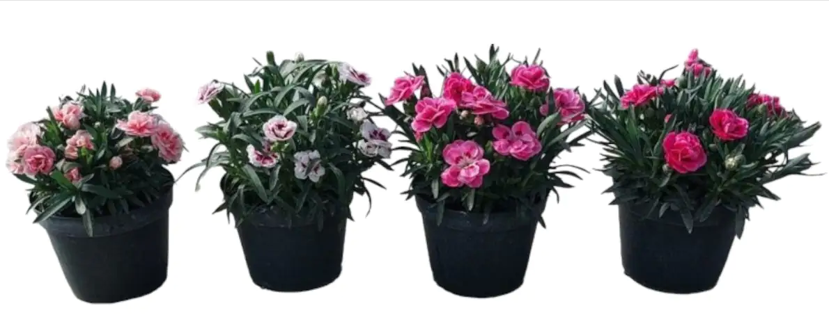 Nelken Dianthus Sondersorten H 20 - 30 cm 15 cm Topf