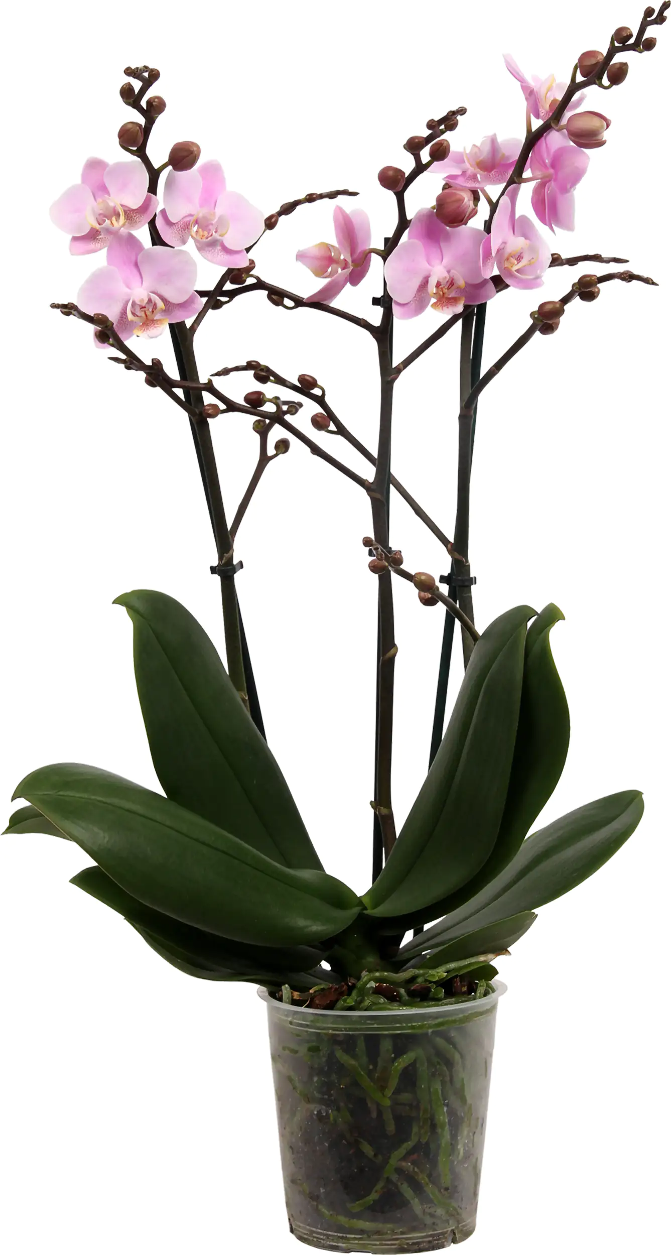 Orchidee Phalaenopsis Multiflora 50 cm hoch, 12 cm Topf Orchidee Phalaenopsis Multiflora 50 cm hoch, 12 cm Topf