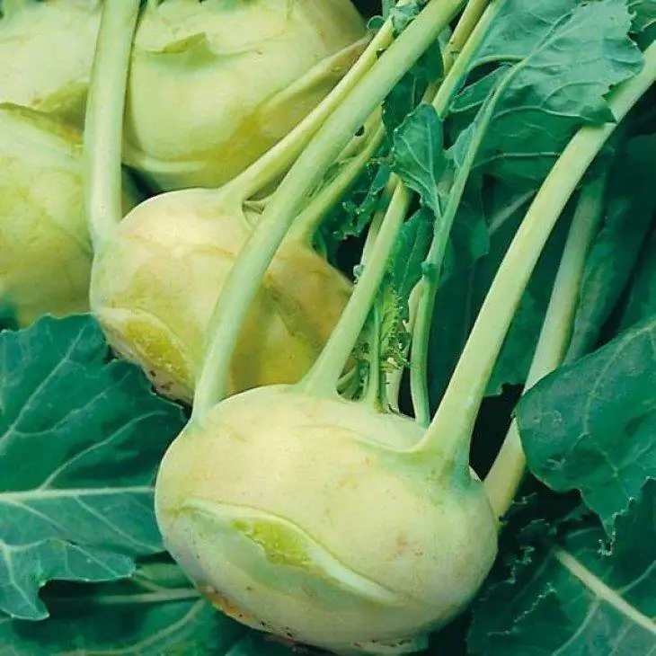 Kohlrabi Brassica oleracea Superschmelz 6 er Schale