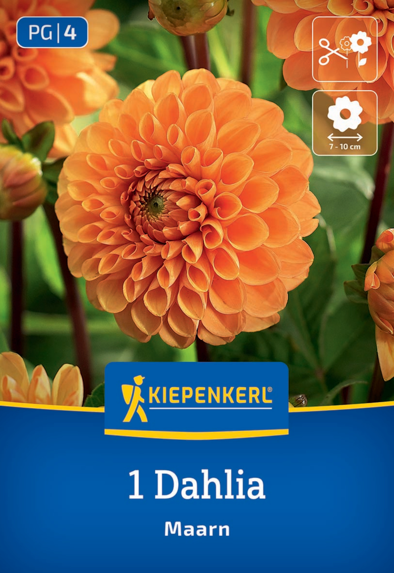 Kiepenkerl Frühjahrsblumenzwiebel Ball-Dahlie Maarn 1 Stück