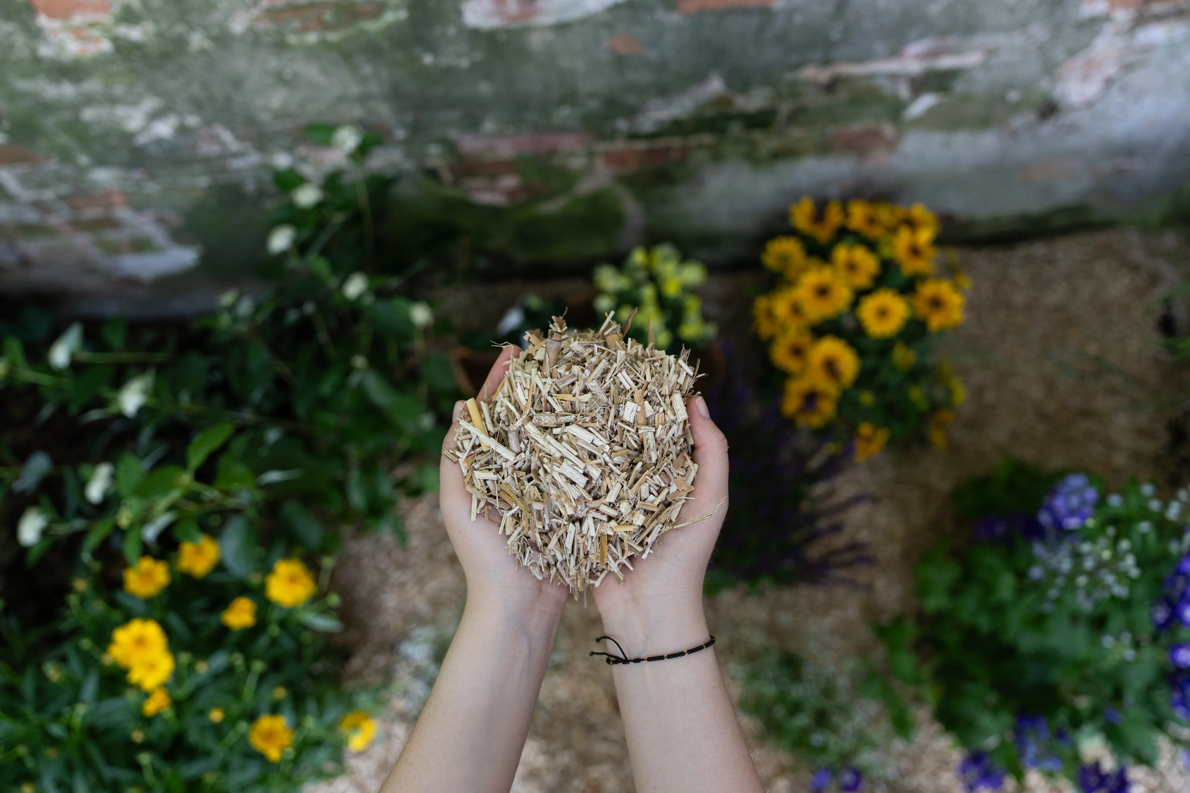 Floragard natürlicher Unkrautschutz Miscanthus Mulch 125 L