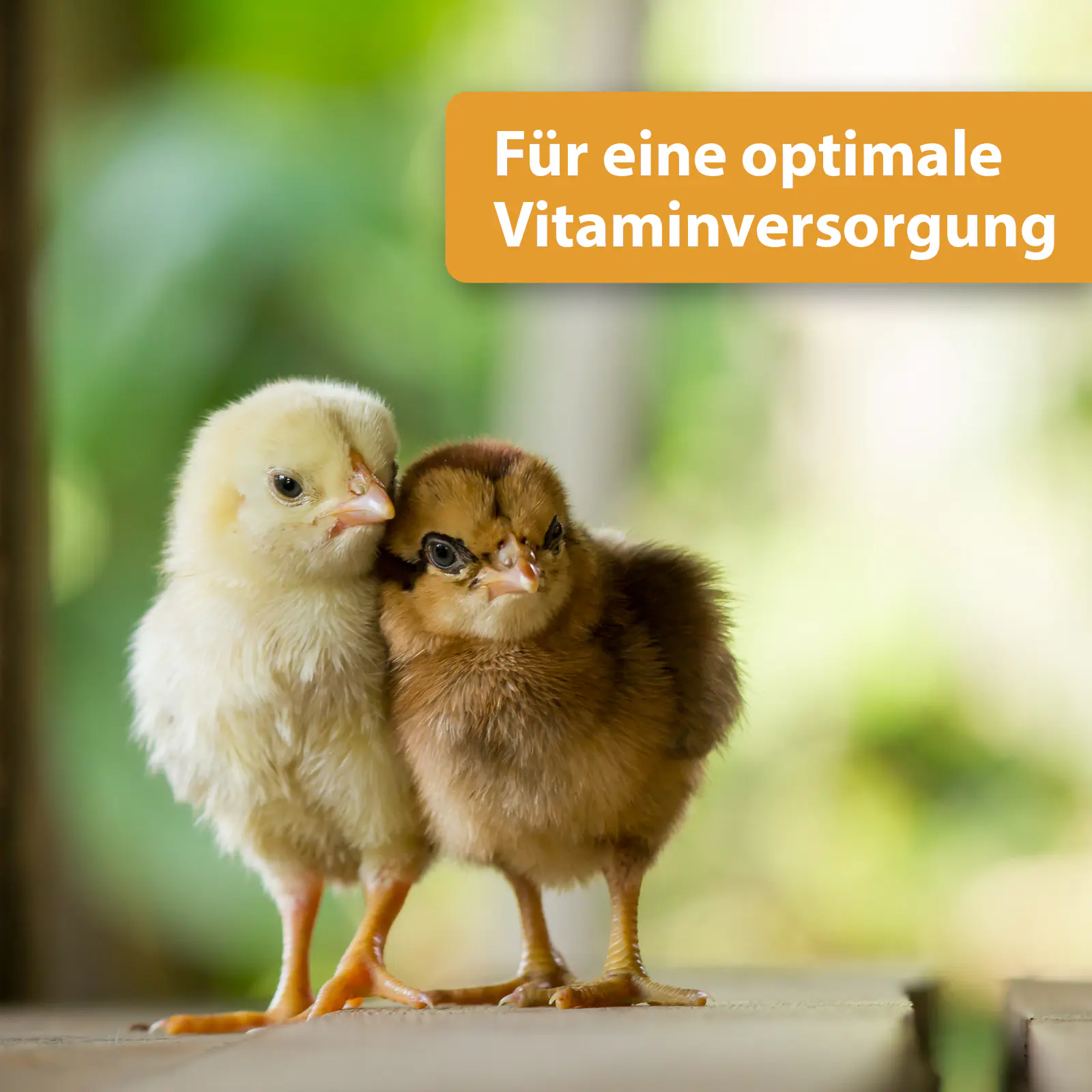 Quiko Hobbyfarming Multivitaminsaft Vitacomcex-H für Hühner und Geflügel 500 ml