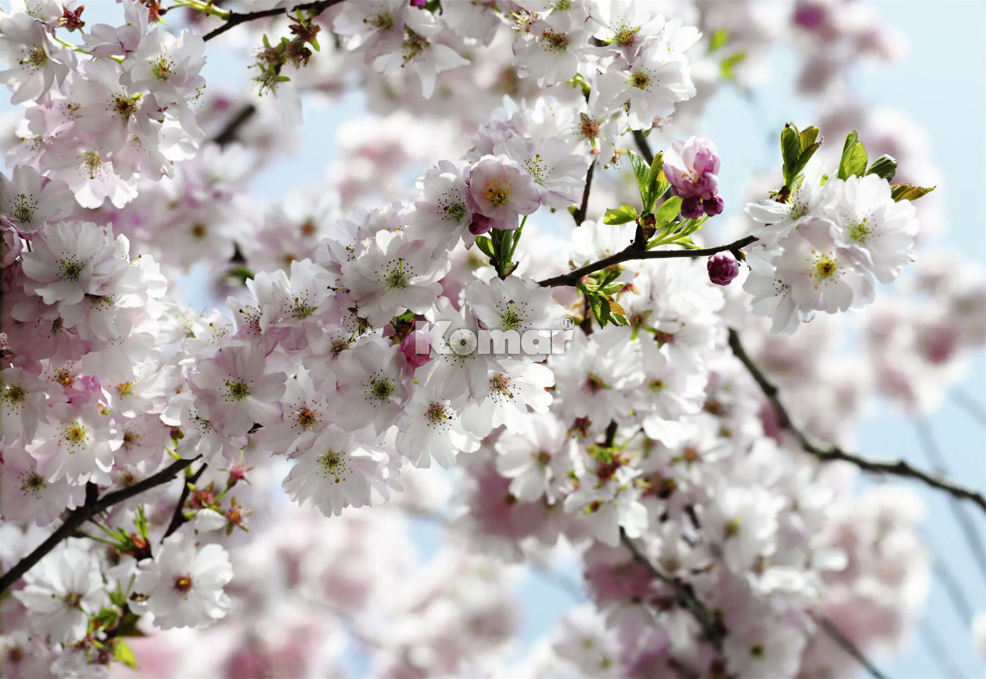 Komar Fototapete Spring 368 x 254 cm 