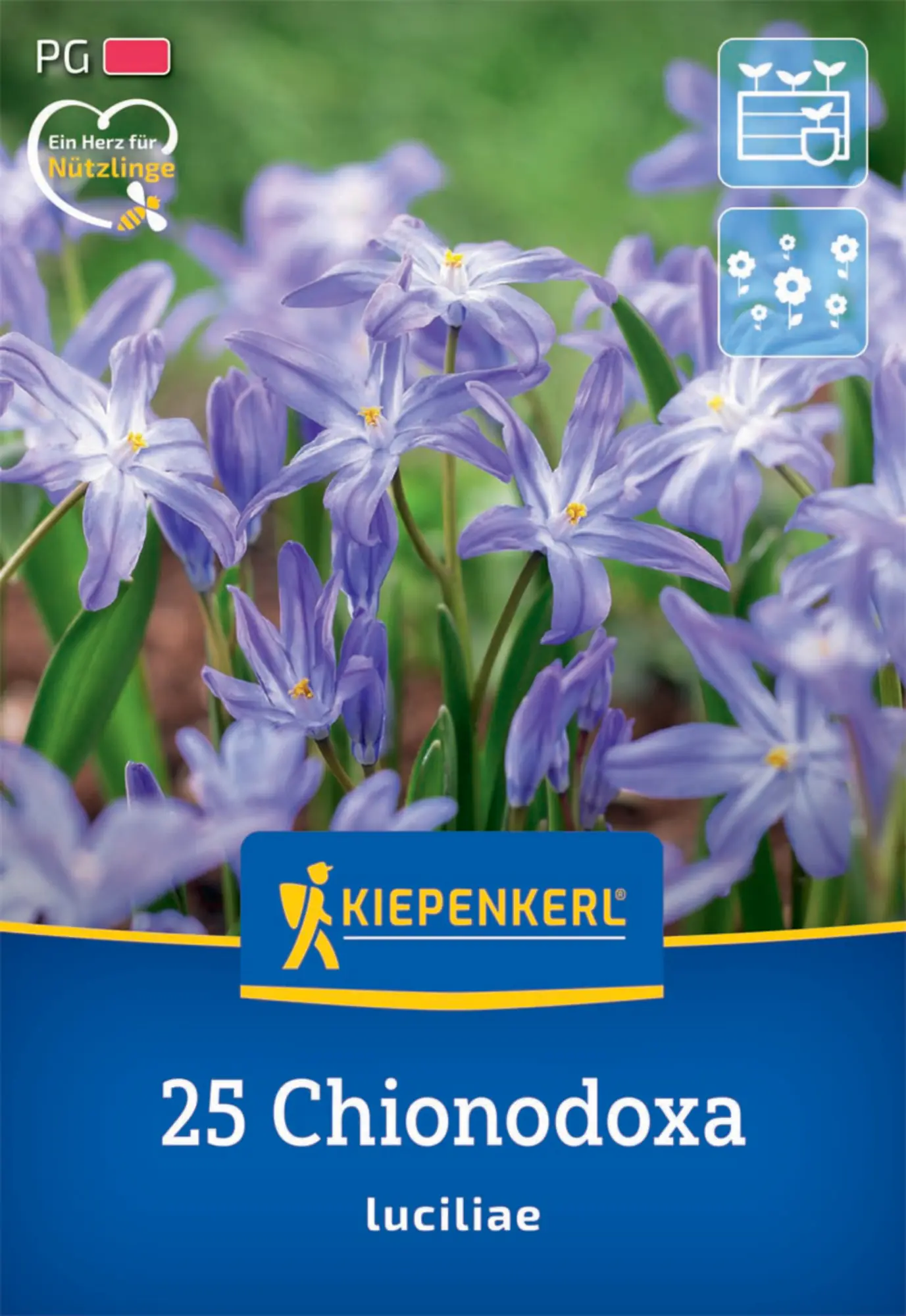 Kiepenkerl Herbstblumenzwiebel Chionodoxa Schneeglanz 25 Pflanzen