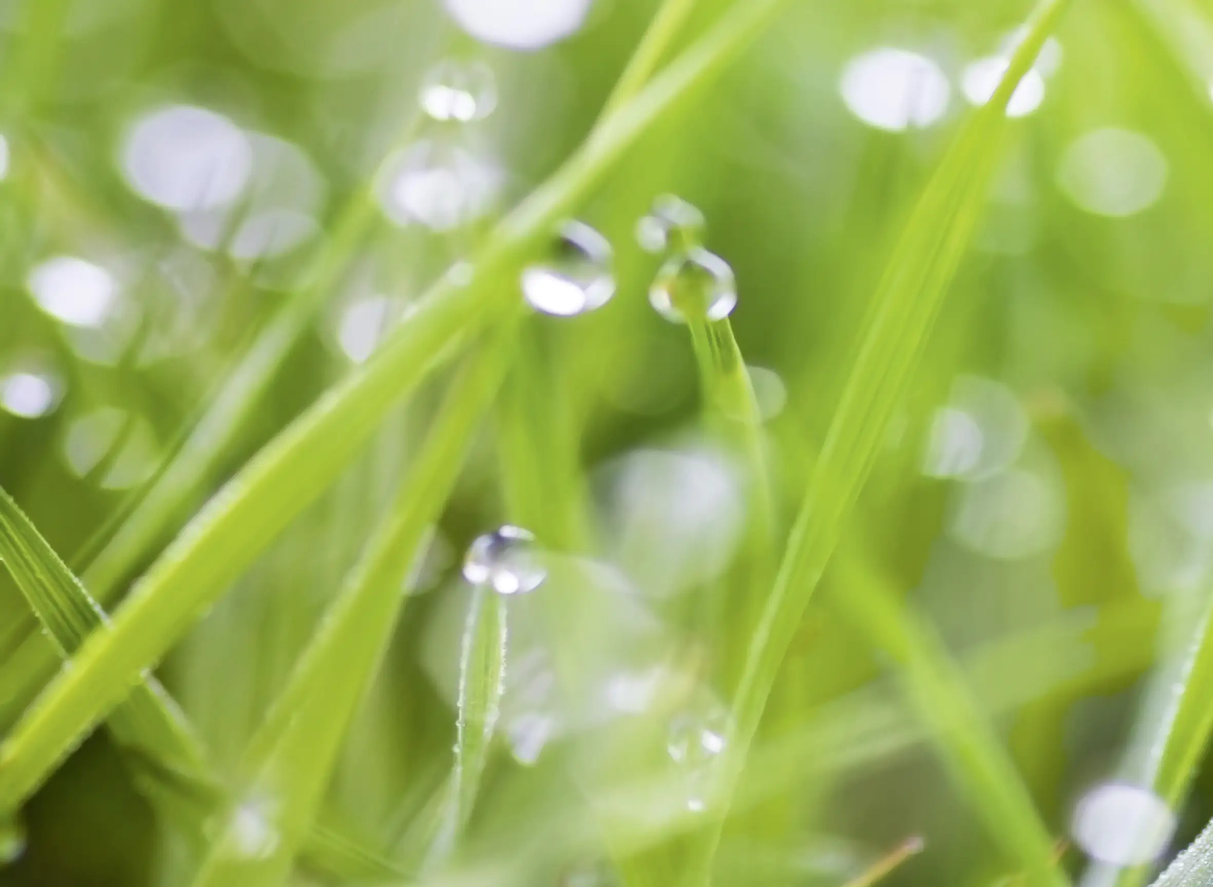 Küchenrückwand WandArt easy 80 x 58,5 cm, 3 mm, grass