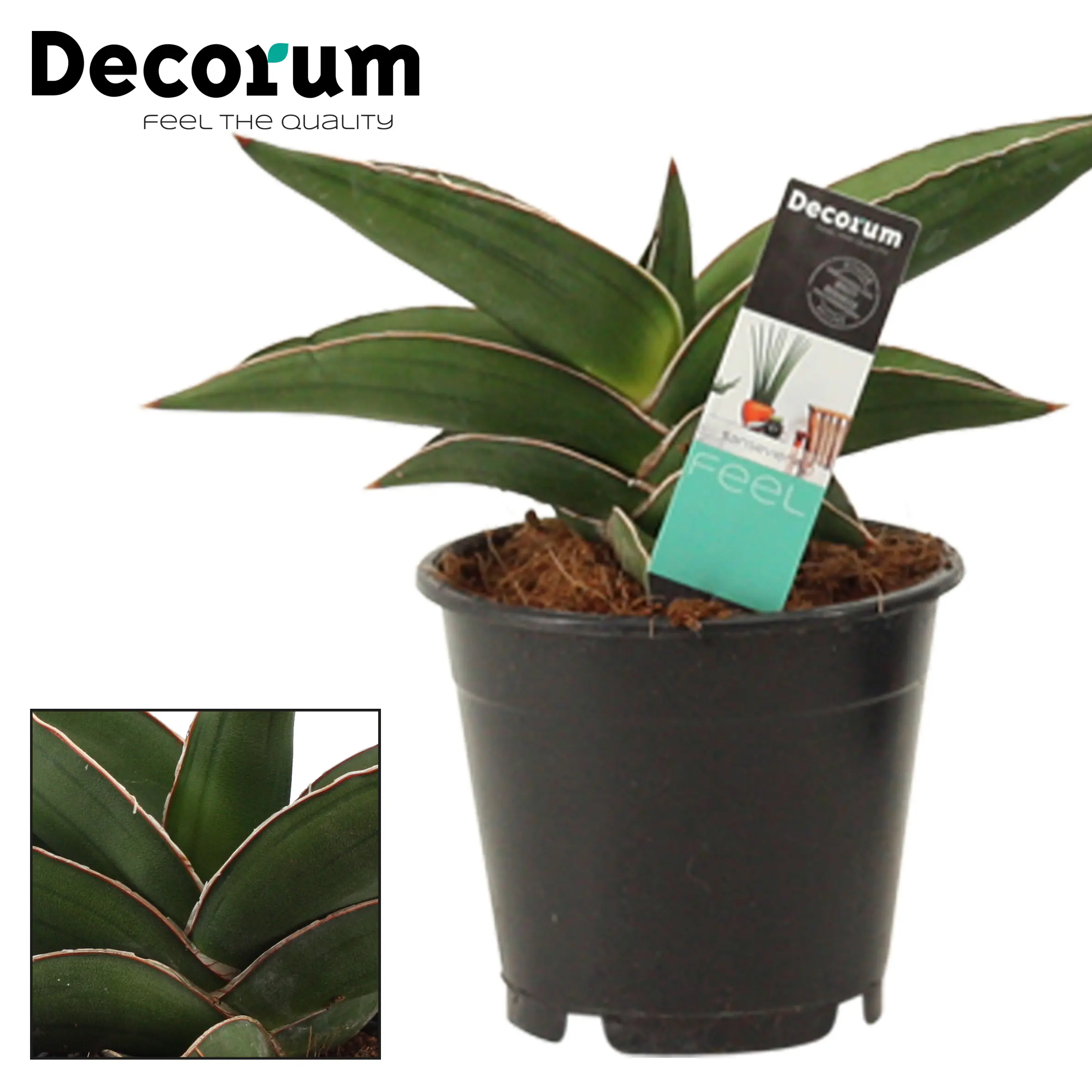 Sondersorten Sansevieria Bogenhanf im 12 cm Topf Sondersorten Sansevieria Bogenhanf im 12 cm Topf