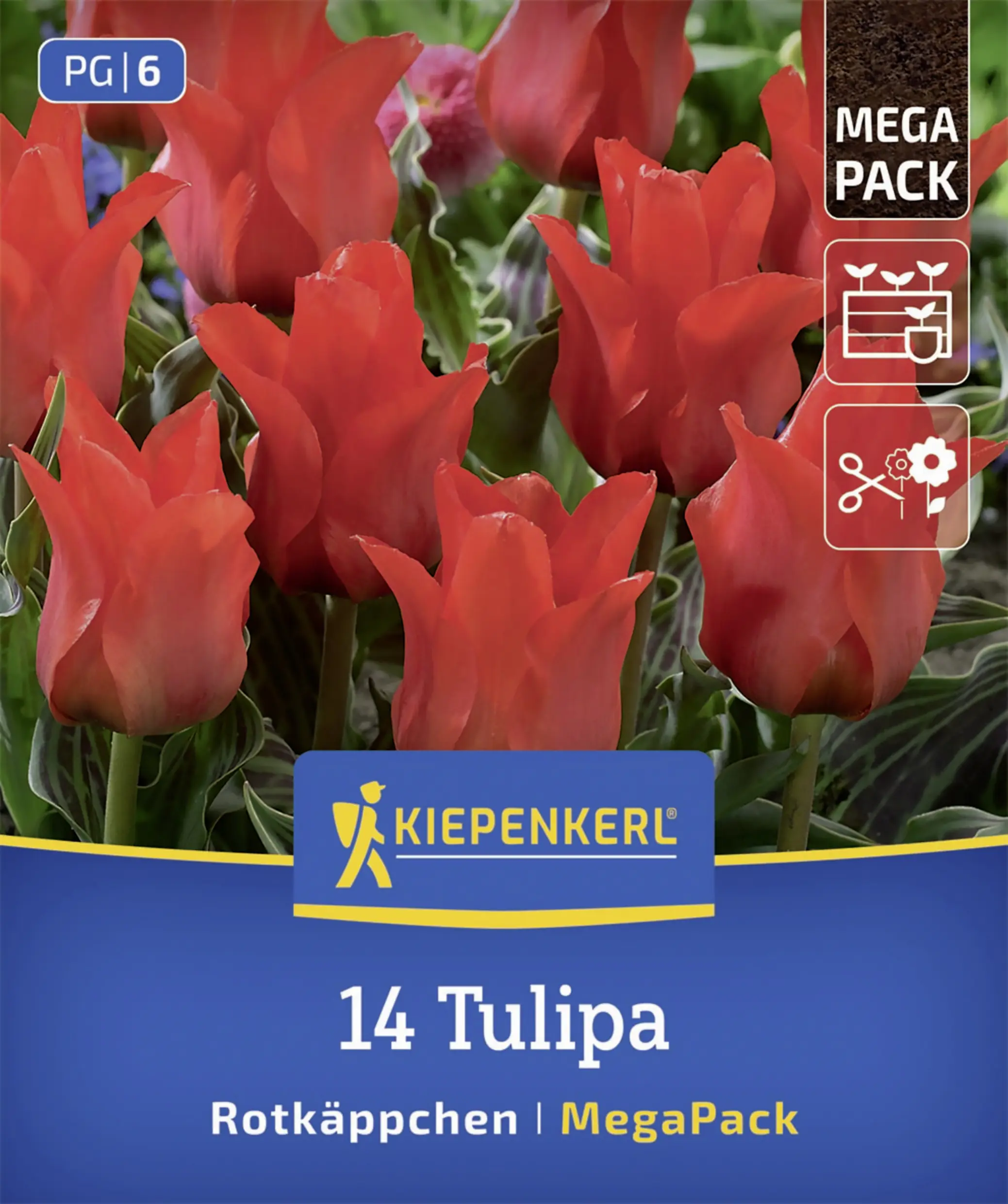Kiepenkerl Mega-Pack Greigii-Tulpen Rotkäppchen rot 14 Stück