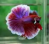 Kampffisch Männchen Halbmond Betta splendens
