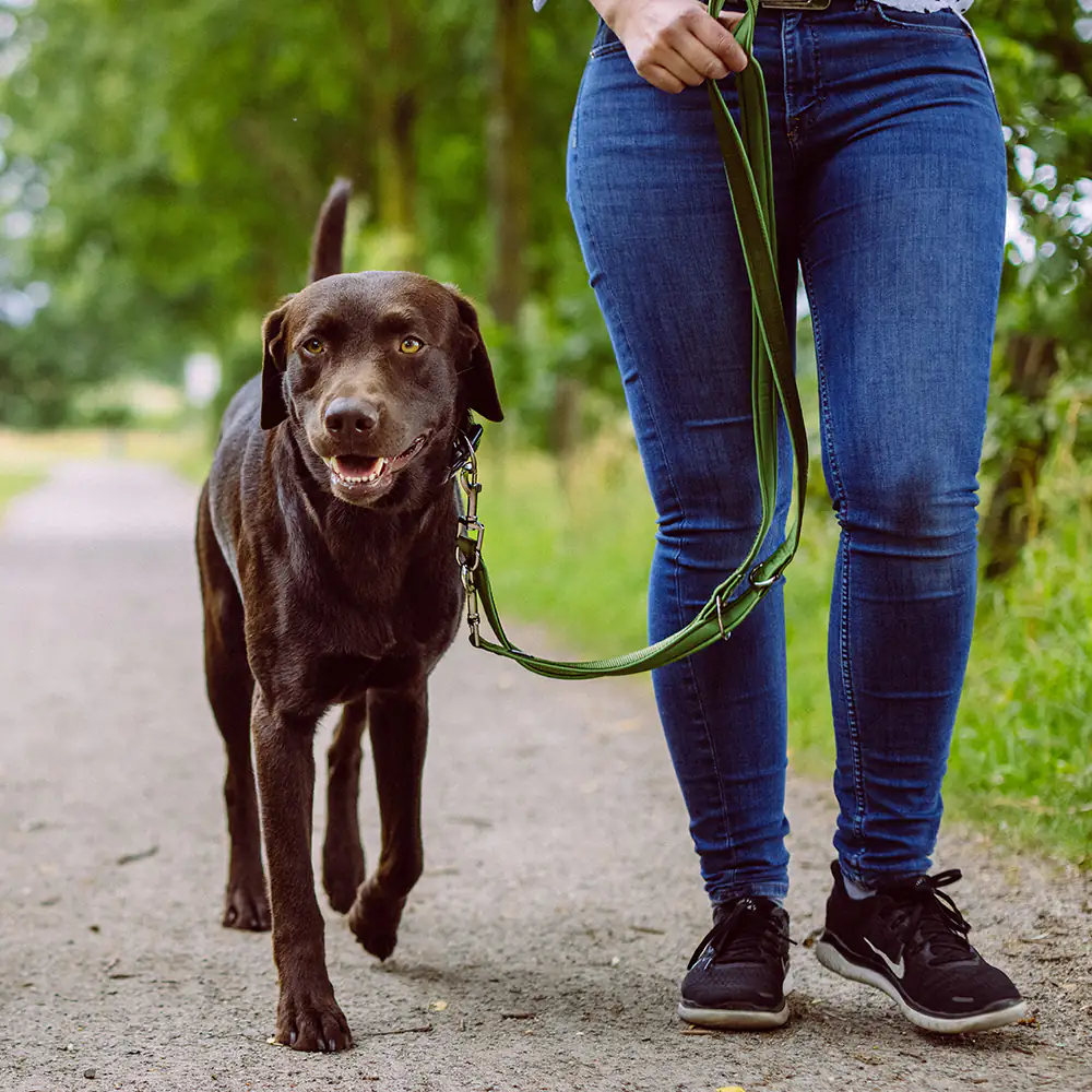 Nobby Führleine Classic Preno waldgrün 200 cm x 15/20 mm