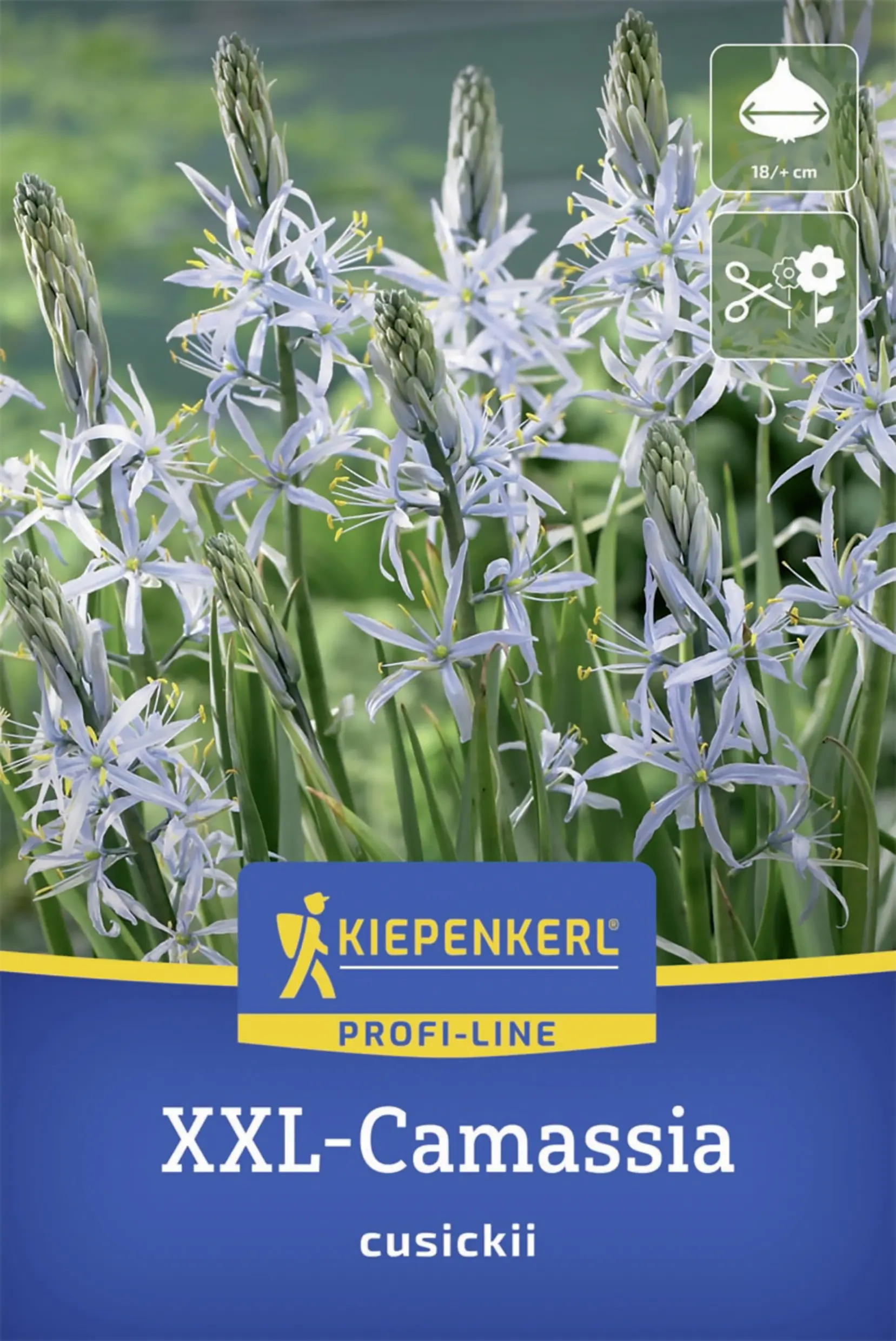 Kiepenkerl Prärielilie blau 1 Stück