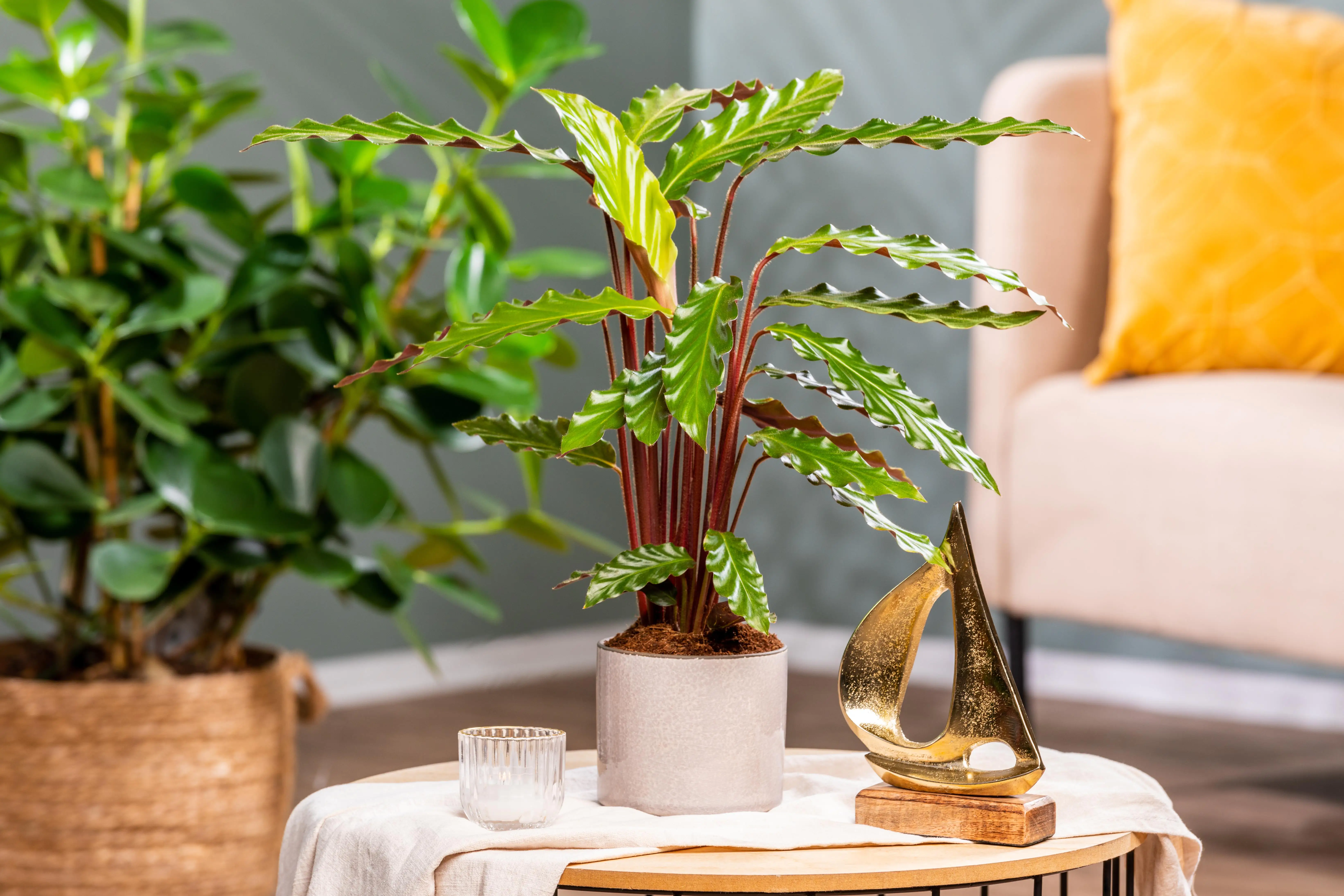 8717432241155_1 Pfeilwurze Calathea rufibarba Rufibarba H ca. 45 cm 14 cm Topf