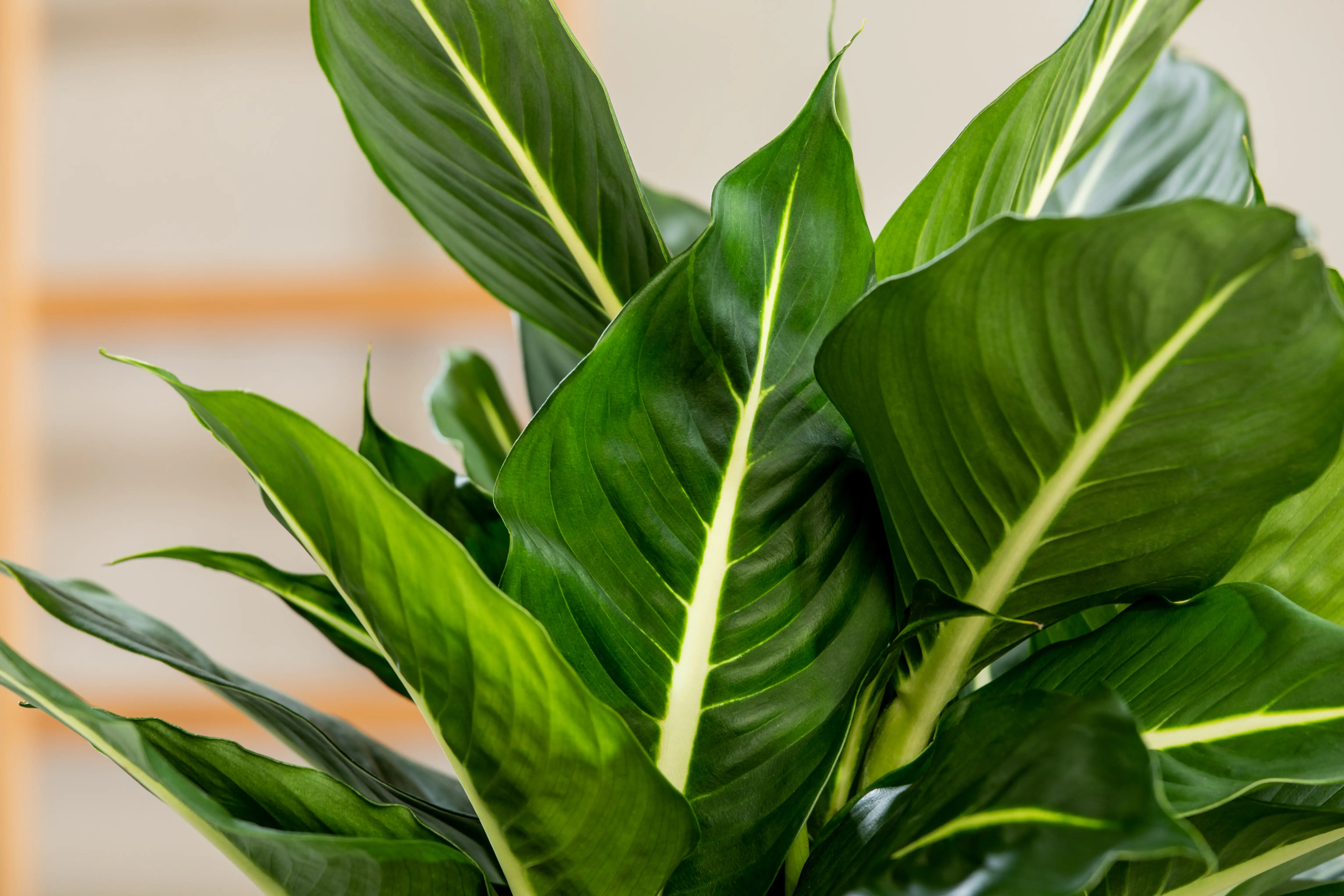 Schweigrohr Dieffenbachie Green Magic H ca. 80 cm 24 cm Topf