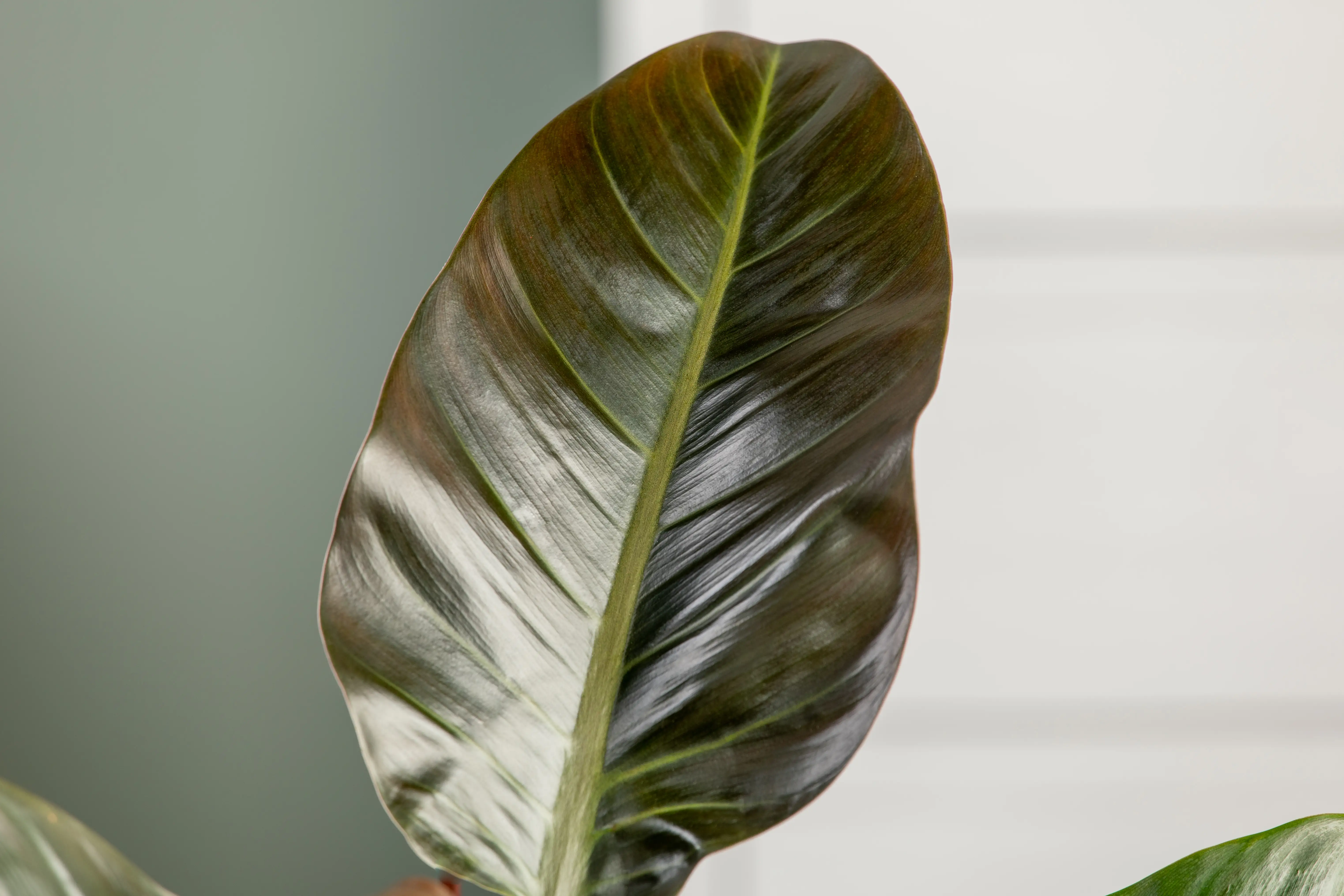 Baumfreund Philodendron Imperial Red H ca. 50 cm 17 cm Topf 