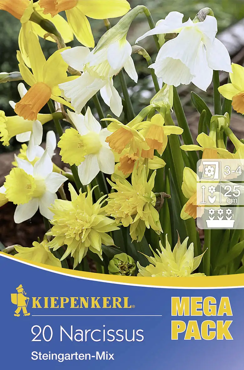 Mega-Pack Steingarten Narzissen Mischung Narcissus pseudonarcissus Mega-Pack Steingarten Narzissen Mischung Narcissus pseudonarcissus